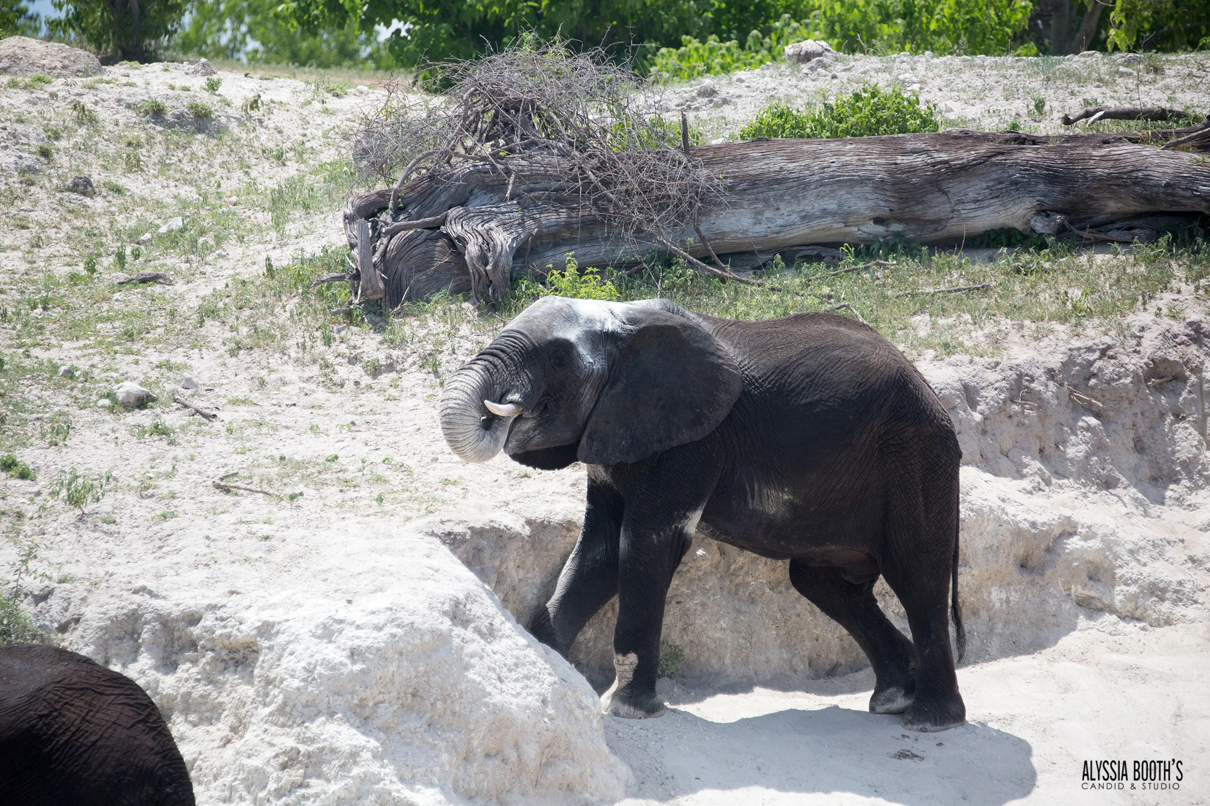 Chobe Dec30-elle-646 WEB.jpg