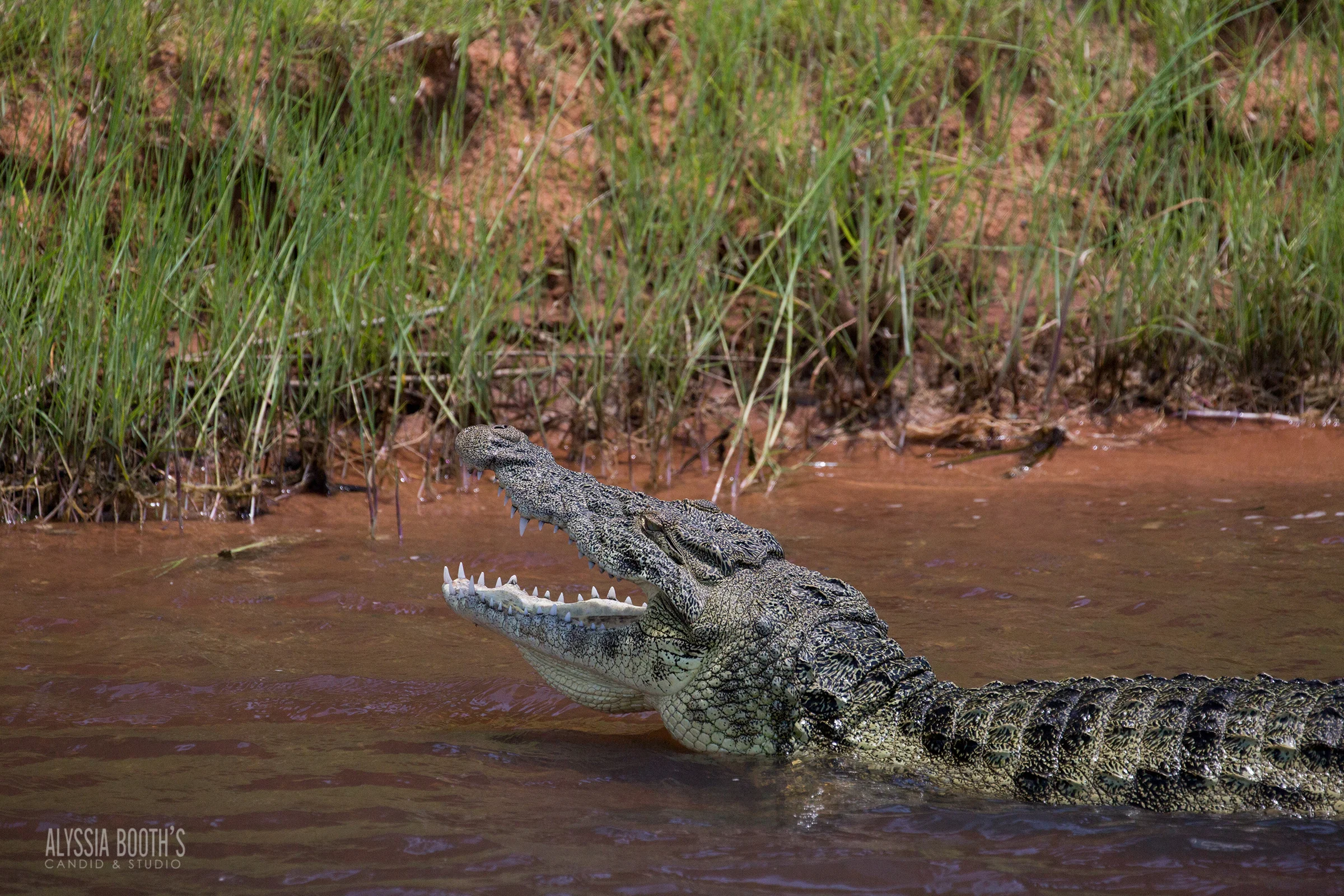 Chobe Dec30-gator-1041 WEB.jpg