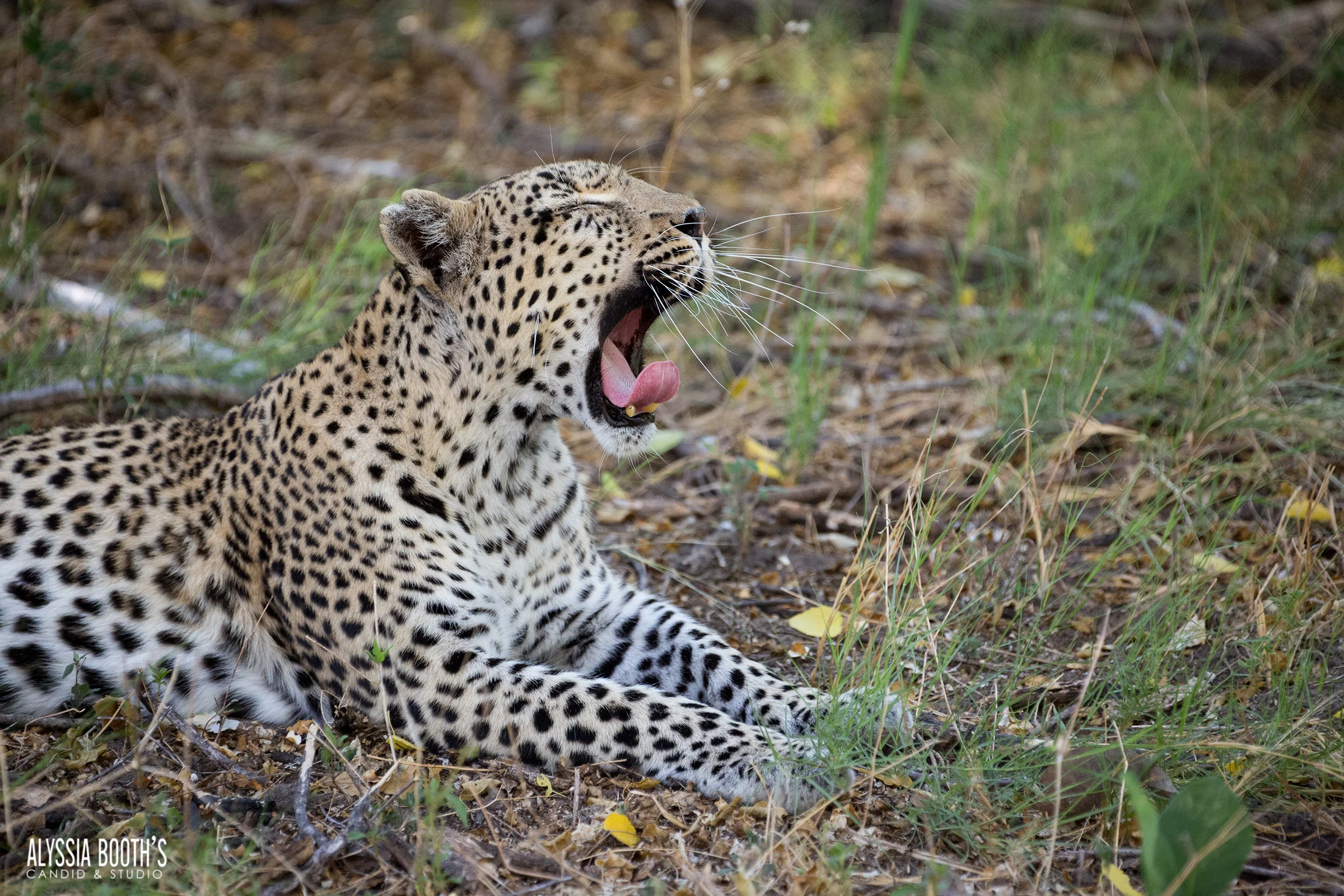 Jan4Machaba-leopard-430 WEB.jpg