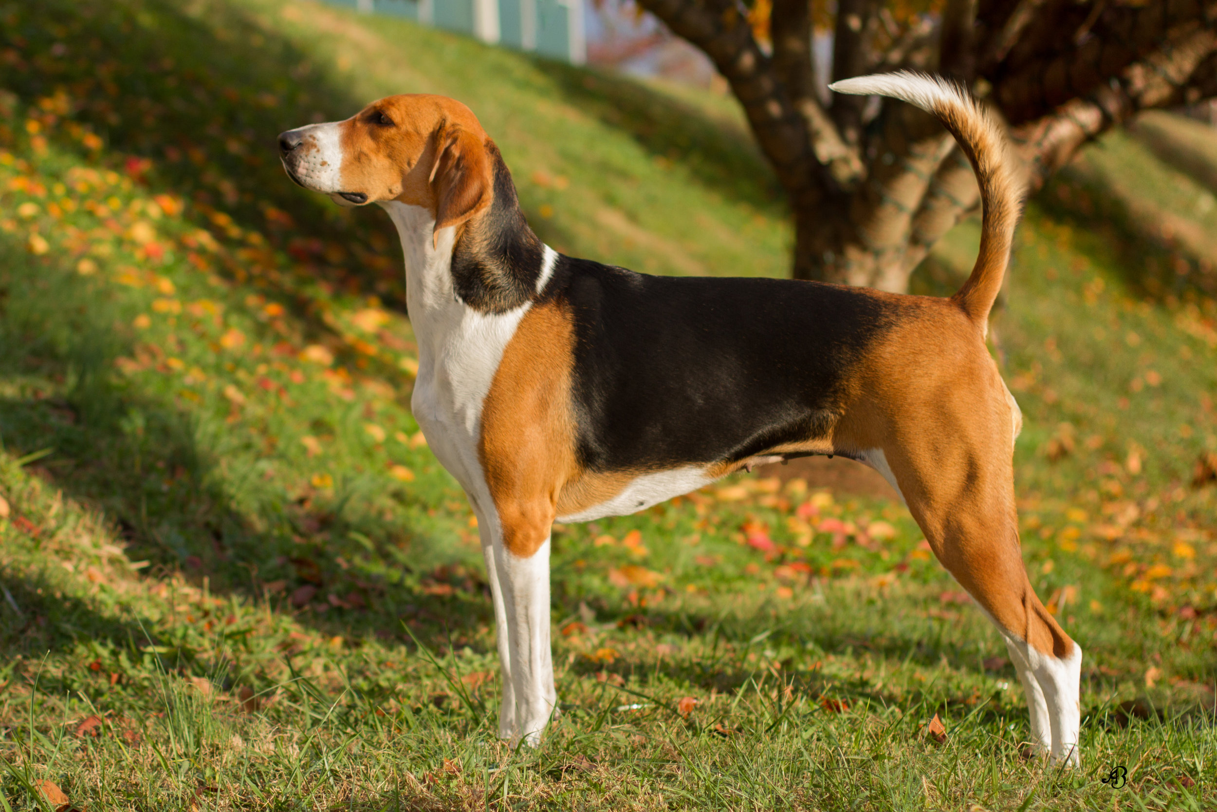 Michigan Pet Photographer Alyssia Booth | Williamston Studio | Okemos Area Pet Photography | Dog Photographer  | Studio and Outdoor Pet Photography | Michigan Photographer