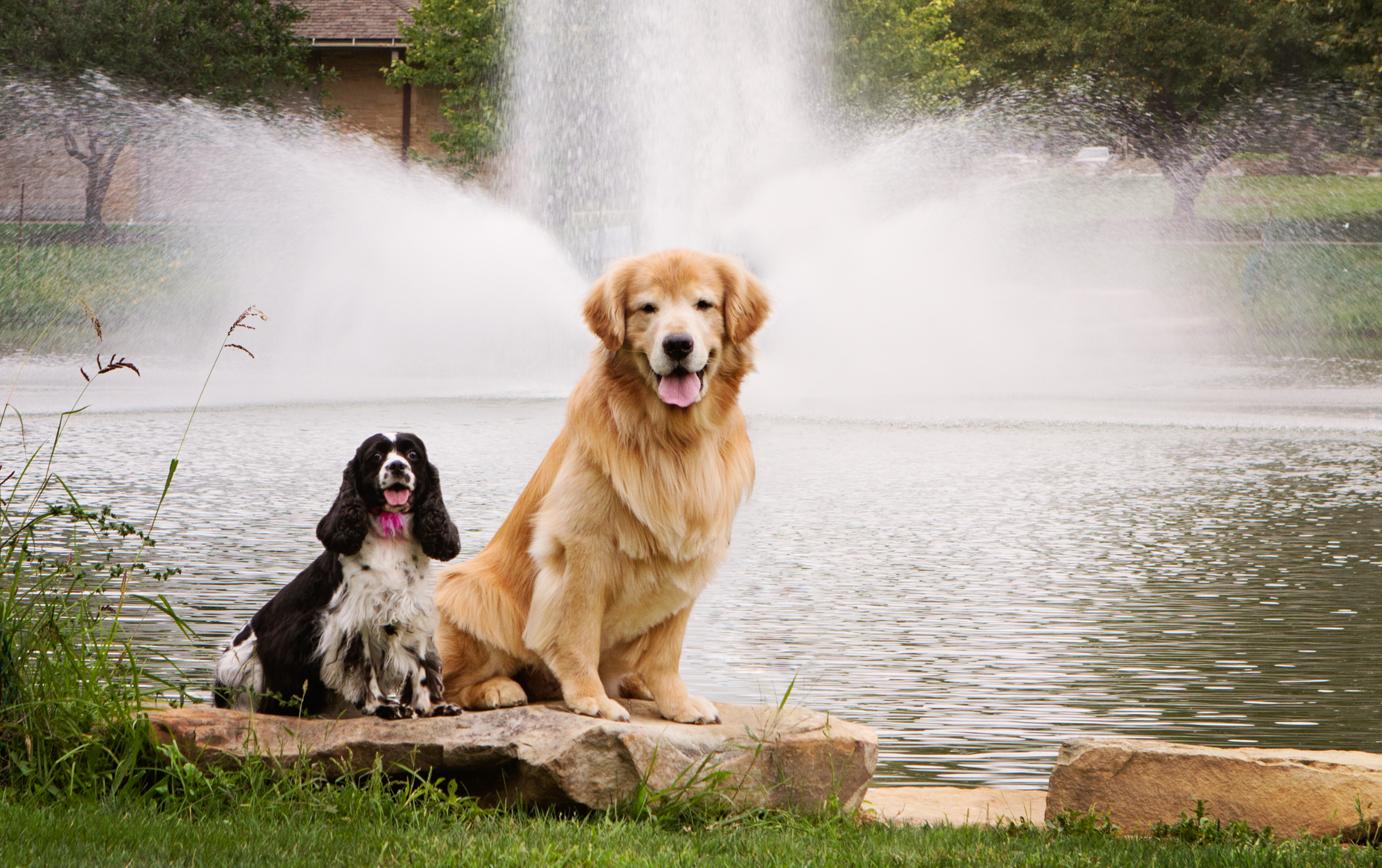 Michigan Pet Photographer Alyssia Booth | Williamston Studio | Okemos Area Pet Photography | Dog Photographer | Studio and Outdoor Pet Photography | Michigan Photographer