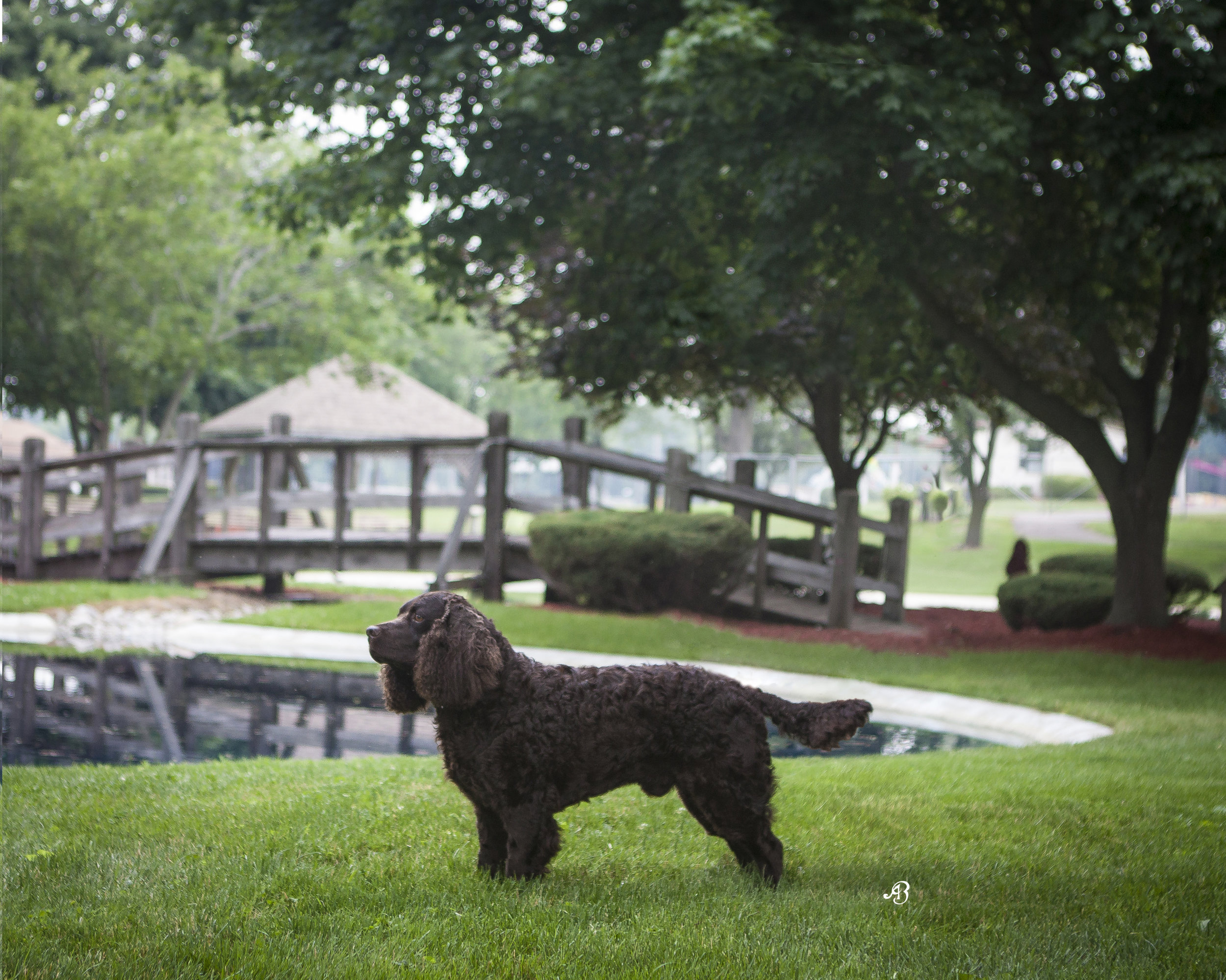 Michigan Pet Photographer Alyssia Booth | Williamston Studio | Okemos Area Pet Photography | Dog Photographer  | Studio and Outdoor Pet Photography | Michigan Photographer