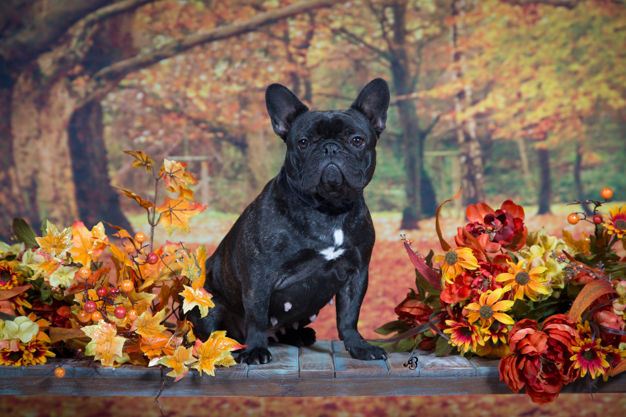 Michigan Pet Photographer Alyssia Booth | Williamston Studio | Okemos Area Pet Photography | Dog Photographer  | Studio and Outdoor Pet Photography | Michigan Photographer