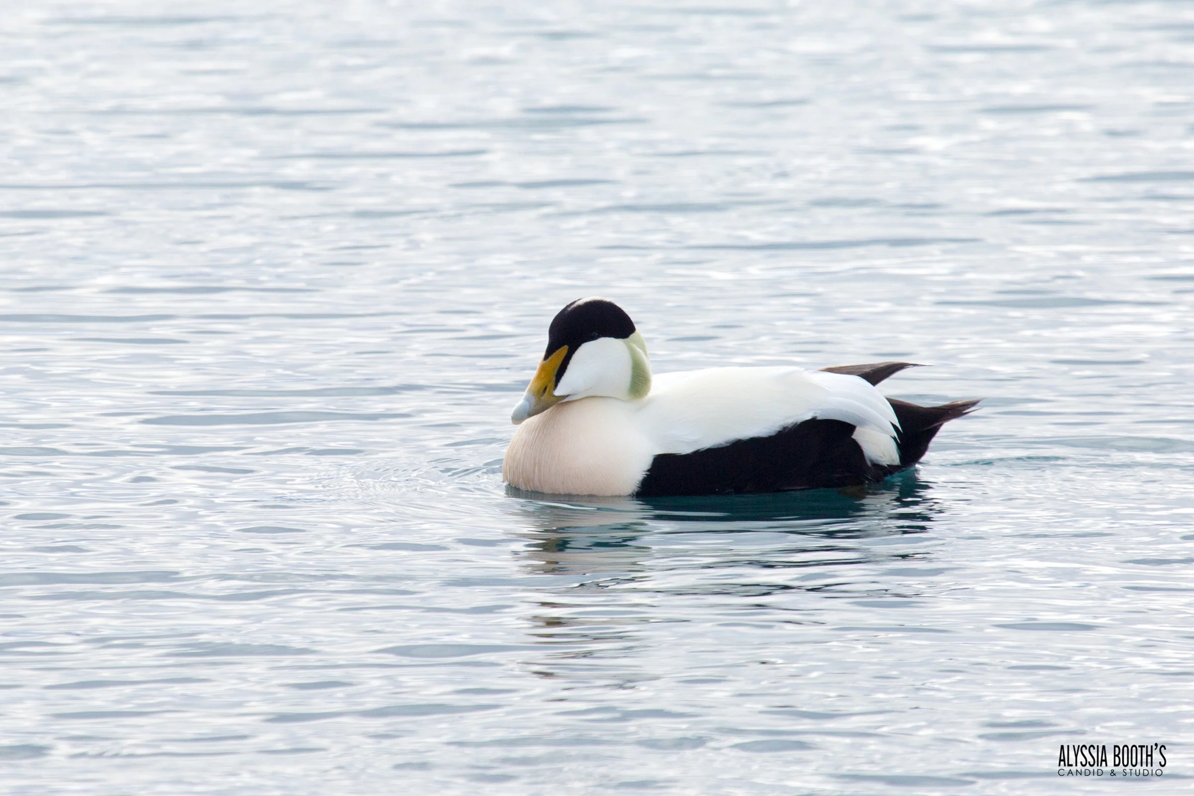 D3_5D_508w.jpg