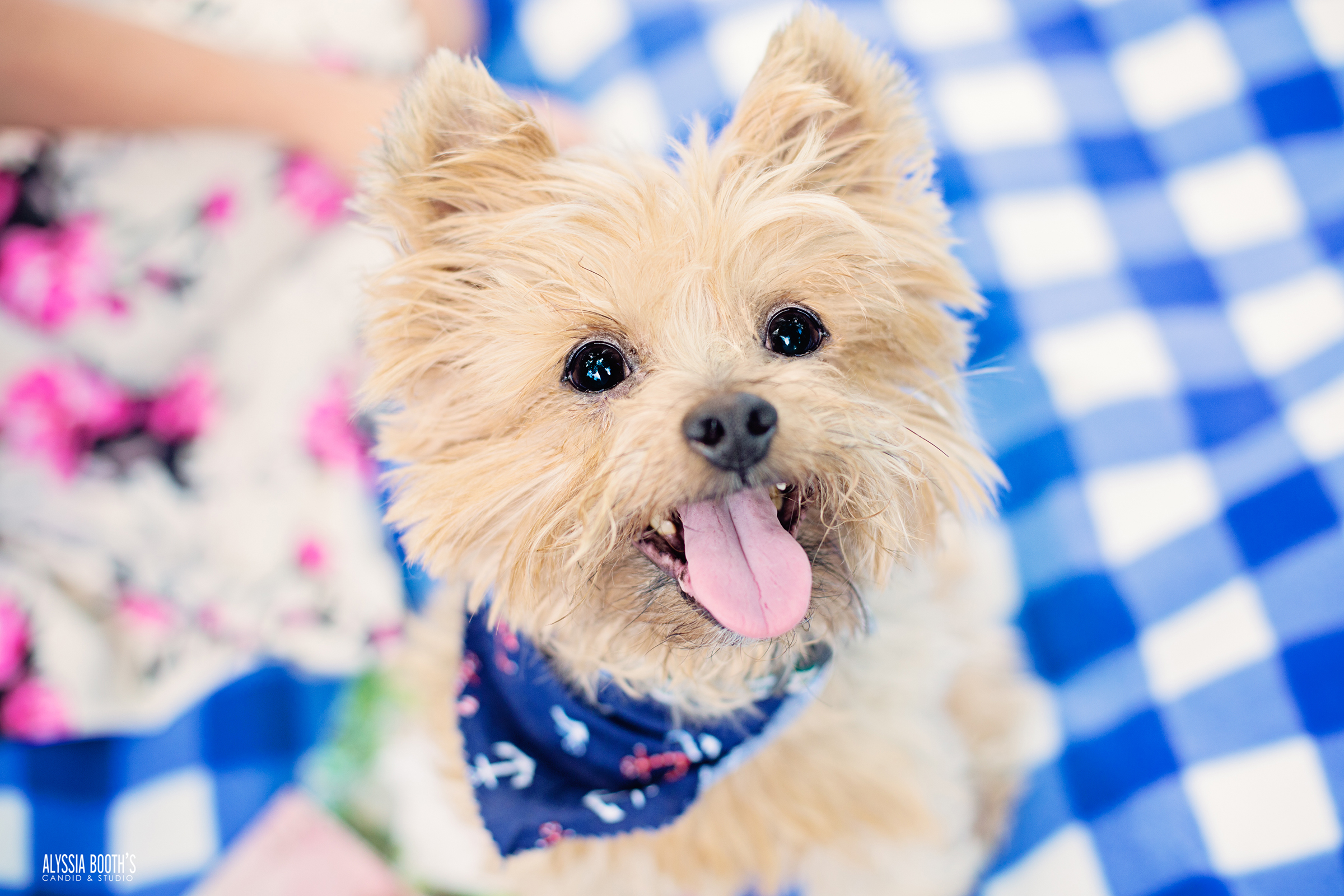 Michigan Pet Photographer Alyssia Booth | Williamston Studio | Okemos Area Pet Photography | Dog Photographer  | Studio and Outdoor Pet Photography | Michigan Photographer