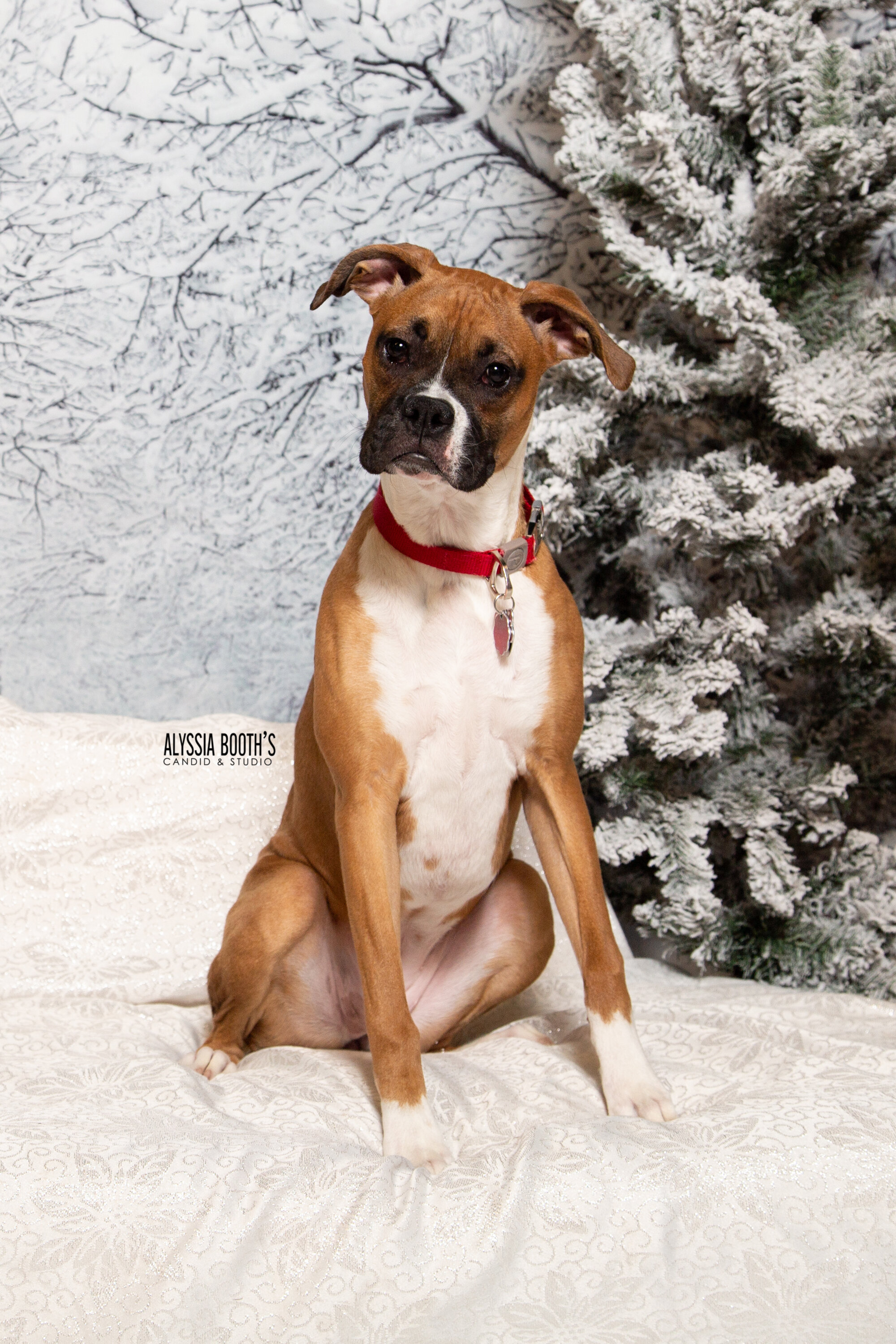 Michigan Pet Photographer Alyssia Booth | Williamston Studio | Okemos Area Pet Photography | Dog Photographer  | Studio and Outdoor Pet Photography | Michigan Photographer