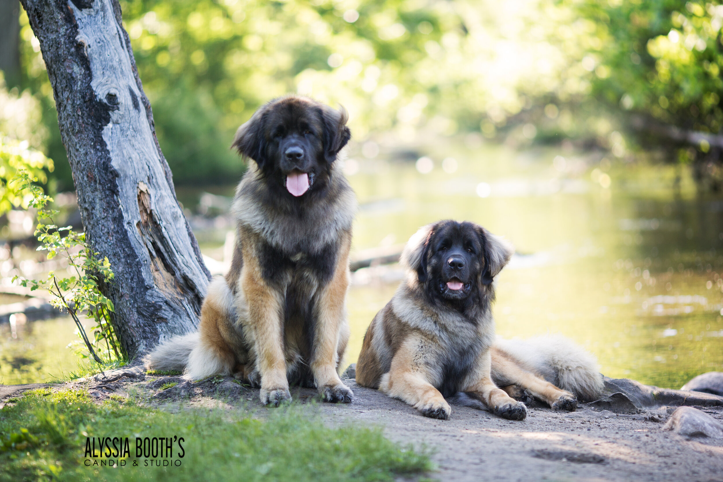 Michigan Pet Photographer Alyssia Booth | Williamston Studio | Okemos Area Pet Photography | Dog Photographer  | Studio and Outdoor Pet Photography | Michigan Photographer