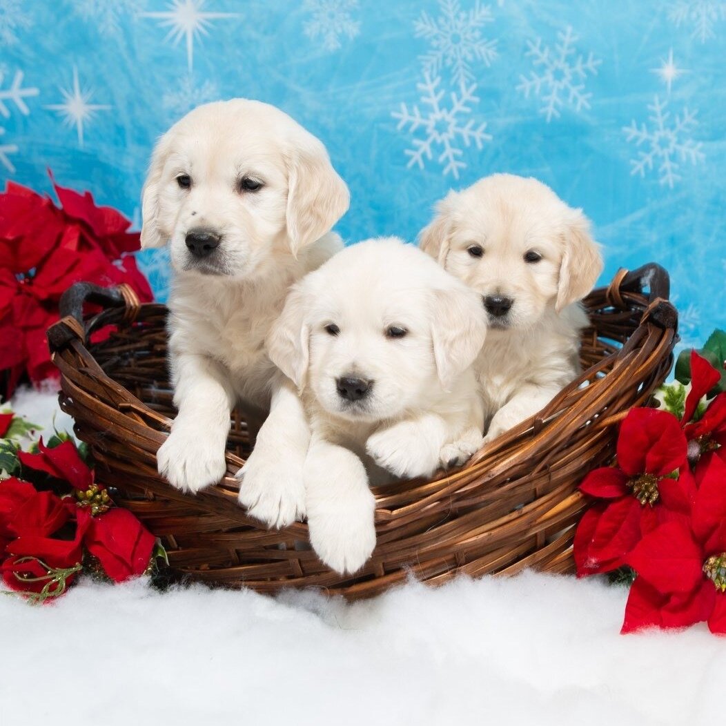 Michigan Pet Photographer Alyssia Booth | Williamston Studio | Okemos Area Pet Photography | Dog Photographer | Studio and Outdoor Pet Photography | Michigan Photographer