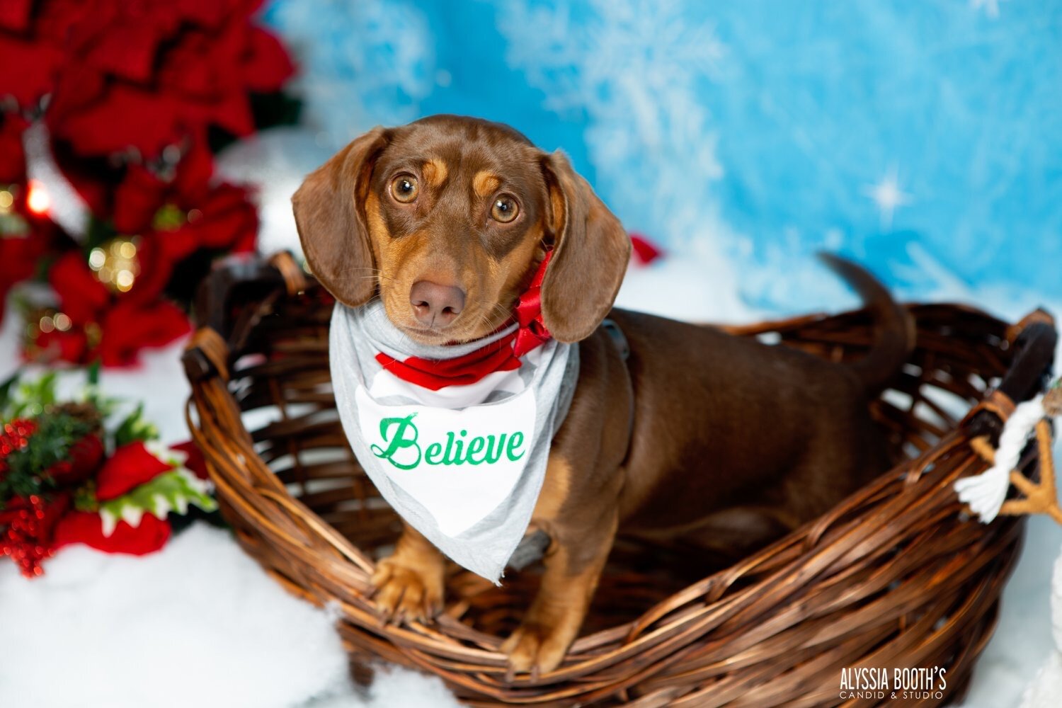 Michigan Pet Photographer Alyssia Booth | Williamston Studio | Okemos Area Pet Photography | Dog Photographer | Studio and Outdoor Pet Photography | Michigan Photographer