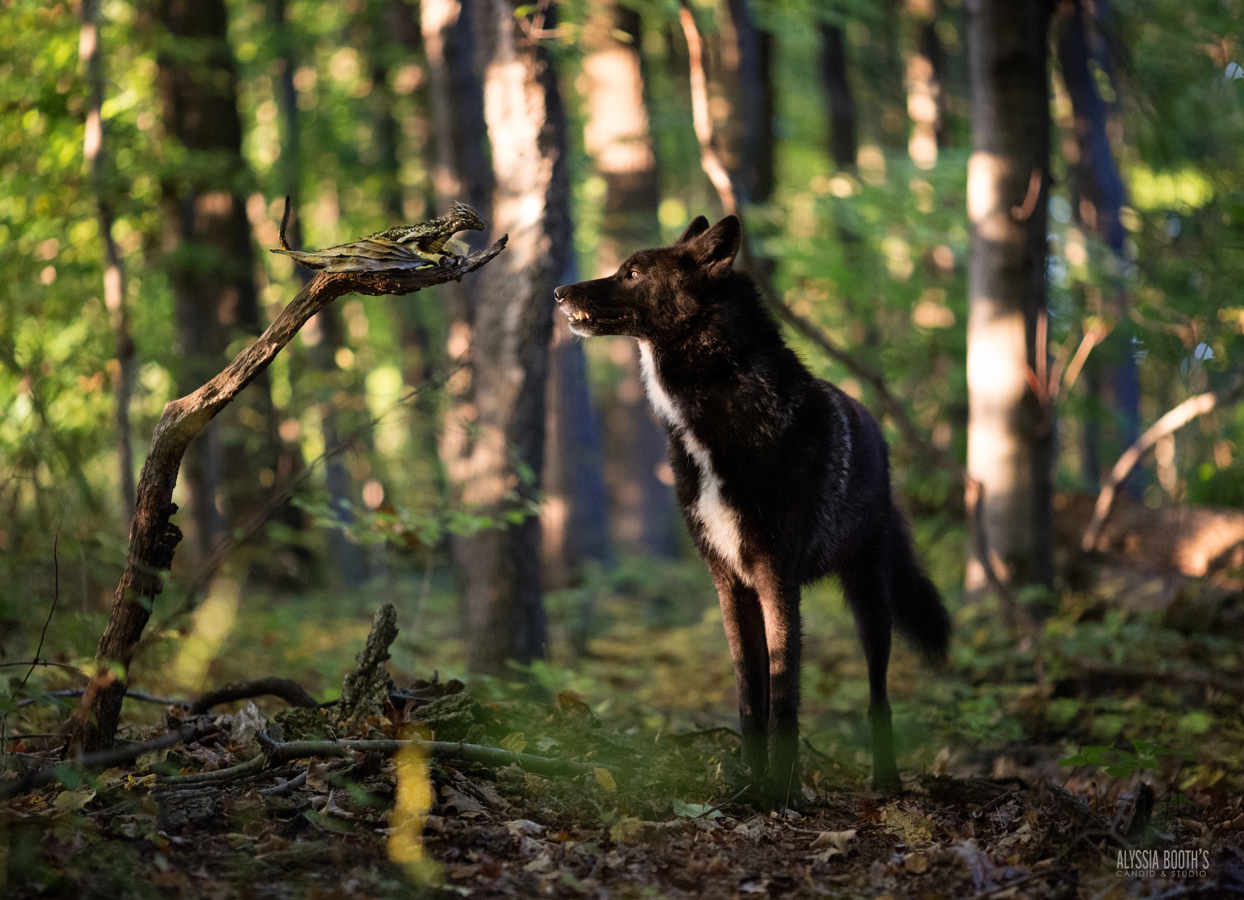 Hatchling and the Wolf web.jpg