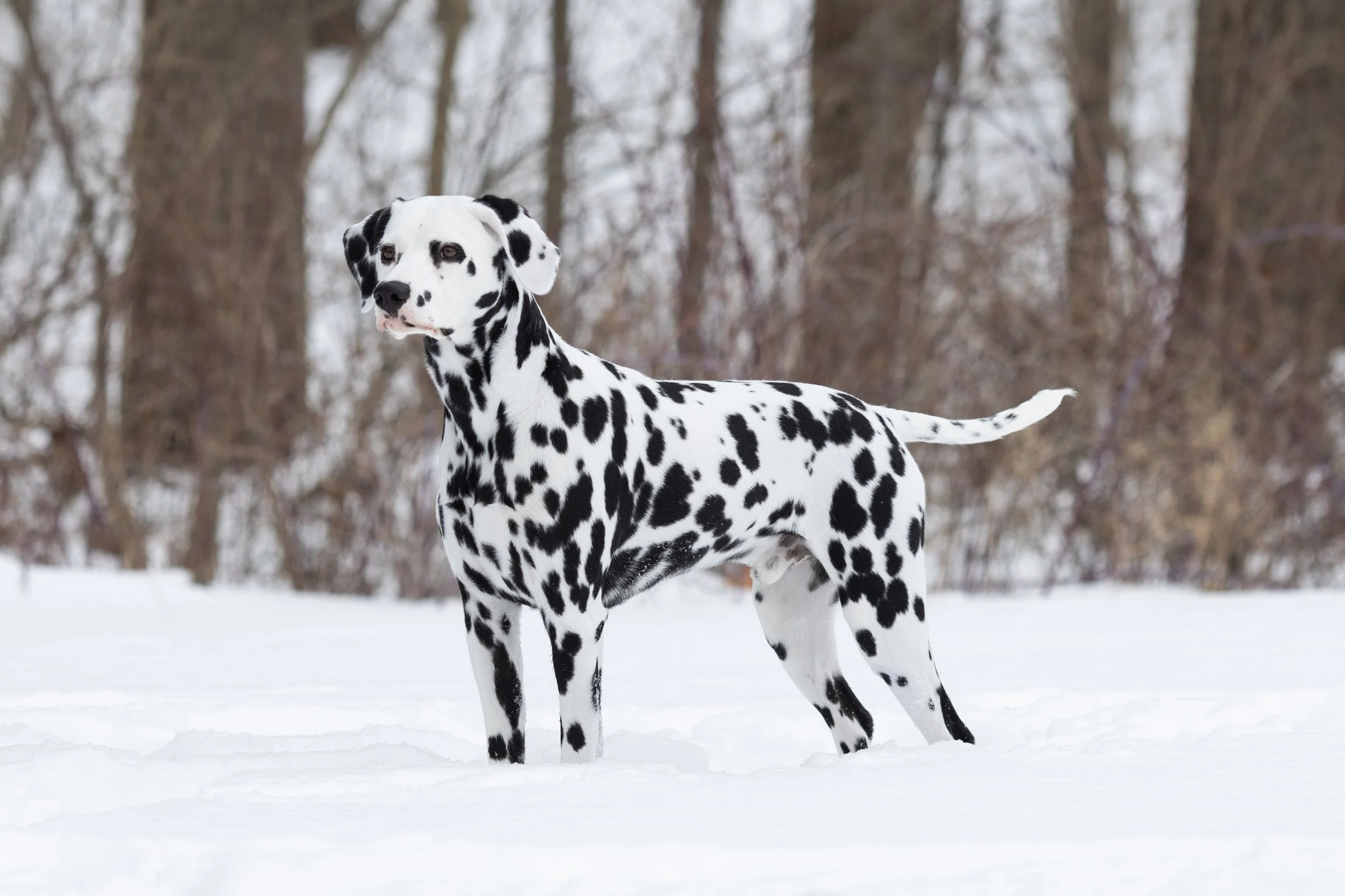 stacked show dog in snow Showdogs in the studio Dalmatian 2025 Photoshoot With Dogs | Michigan Photography Alyssia Booth Creative Photoshoots