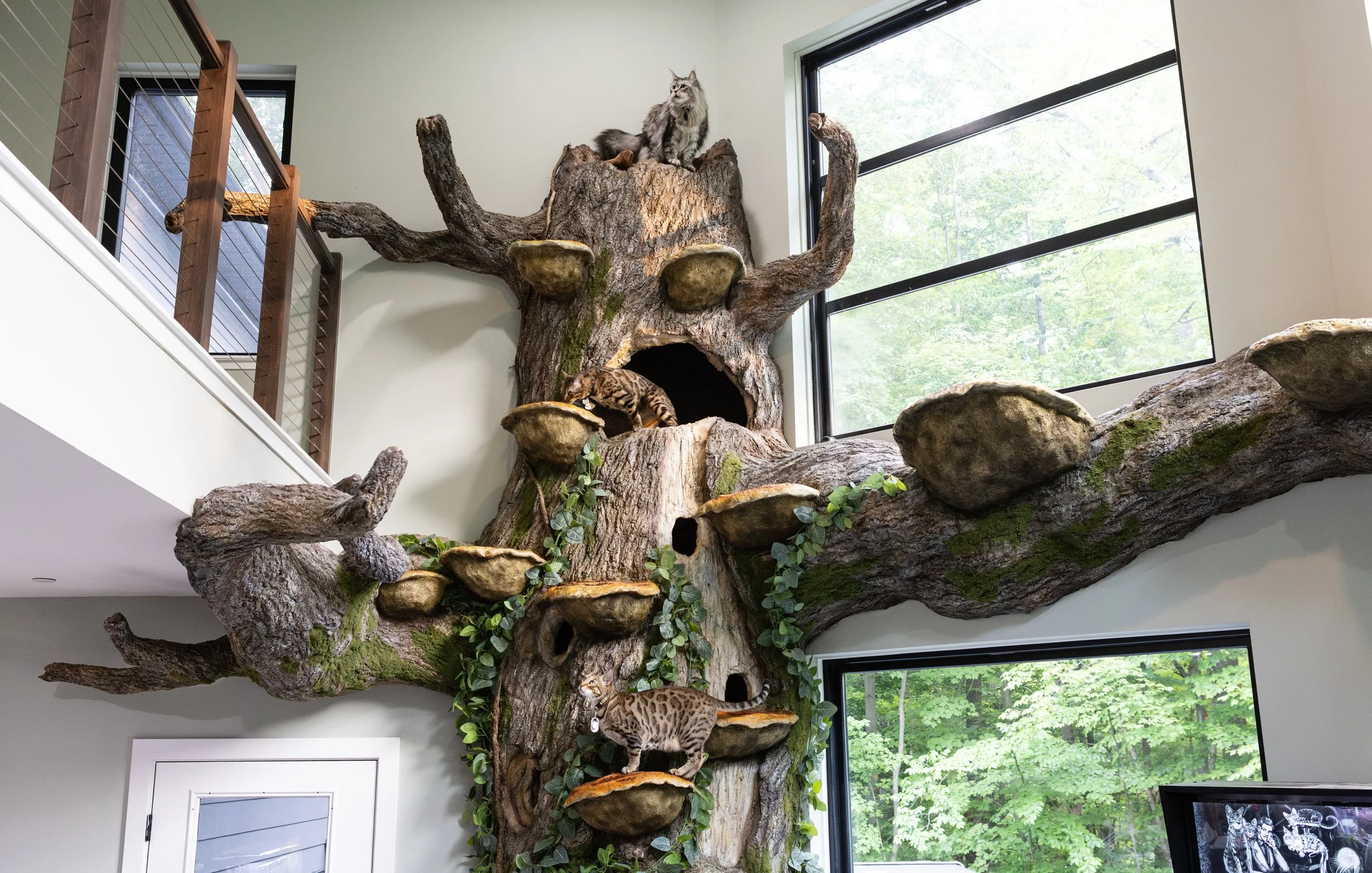 Cats on World Record Breaking Cat Tree