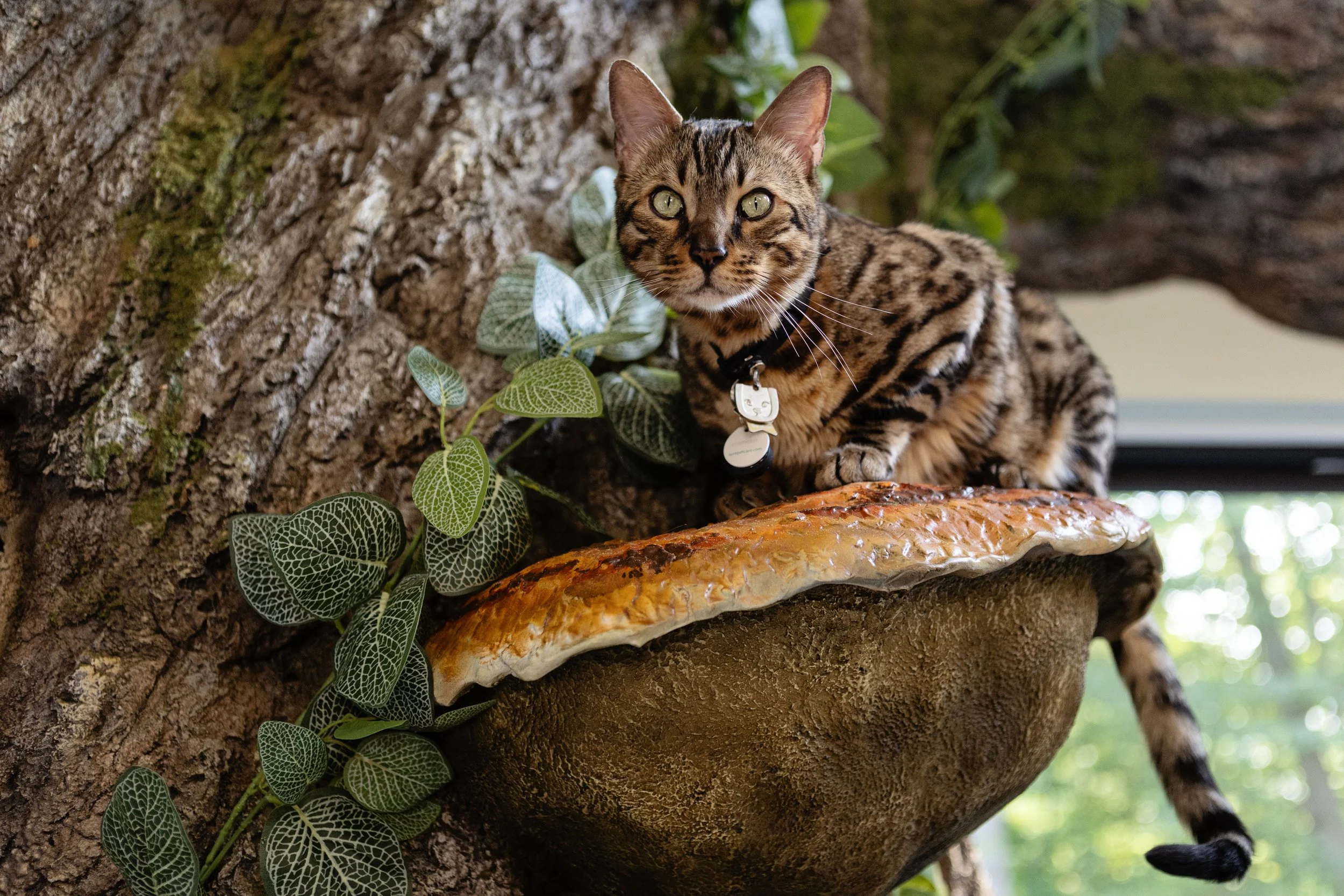 Bengal Cat on Mushroom Cat Shelf