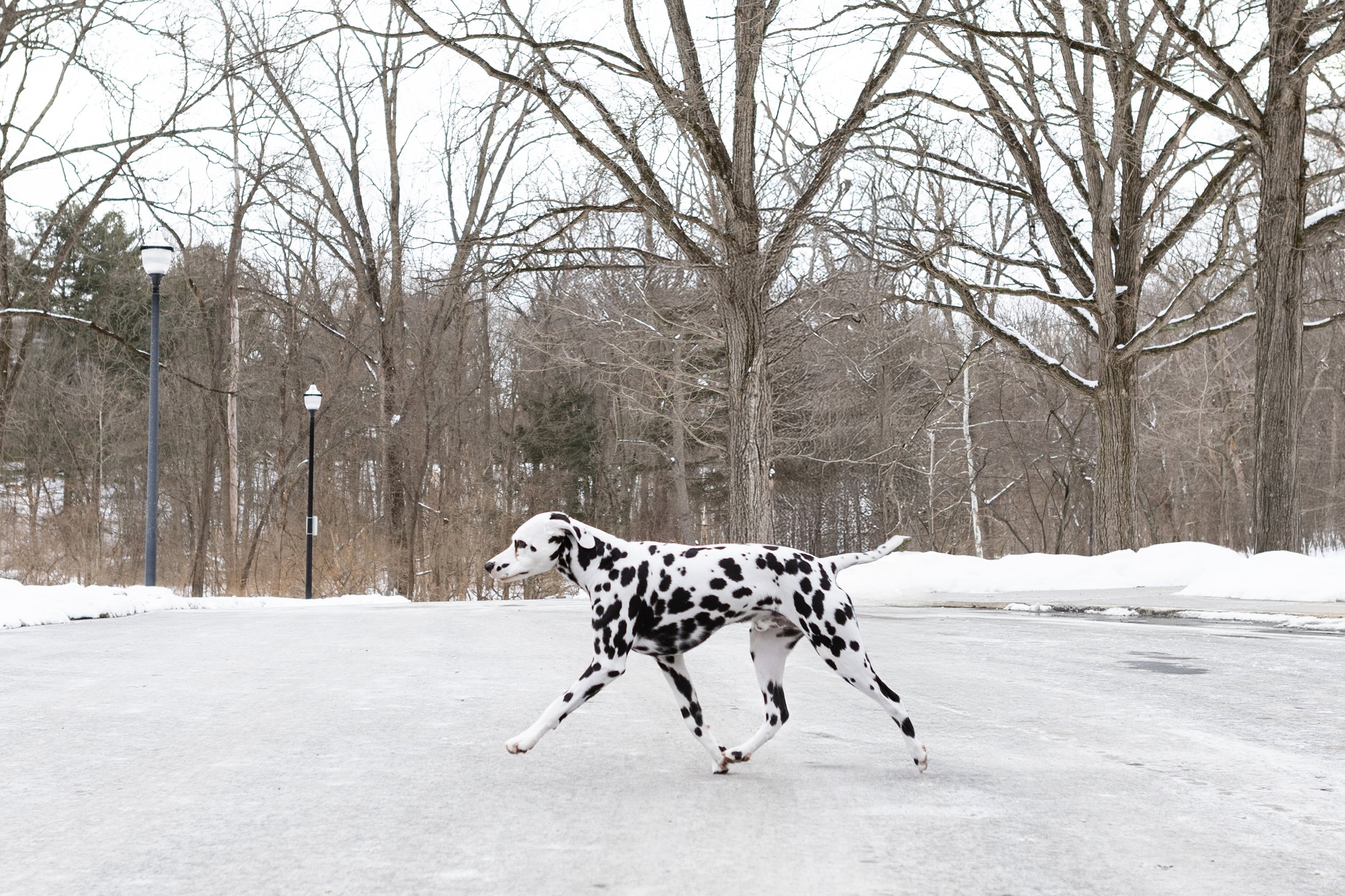 Dalmatian Dog Show Dog Michigan Photographer  Pet Photography Studio in MidMichigan