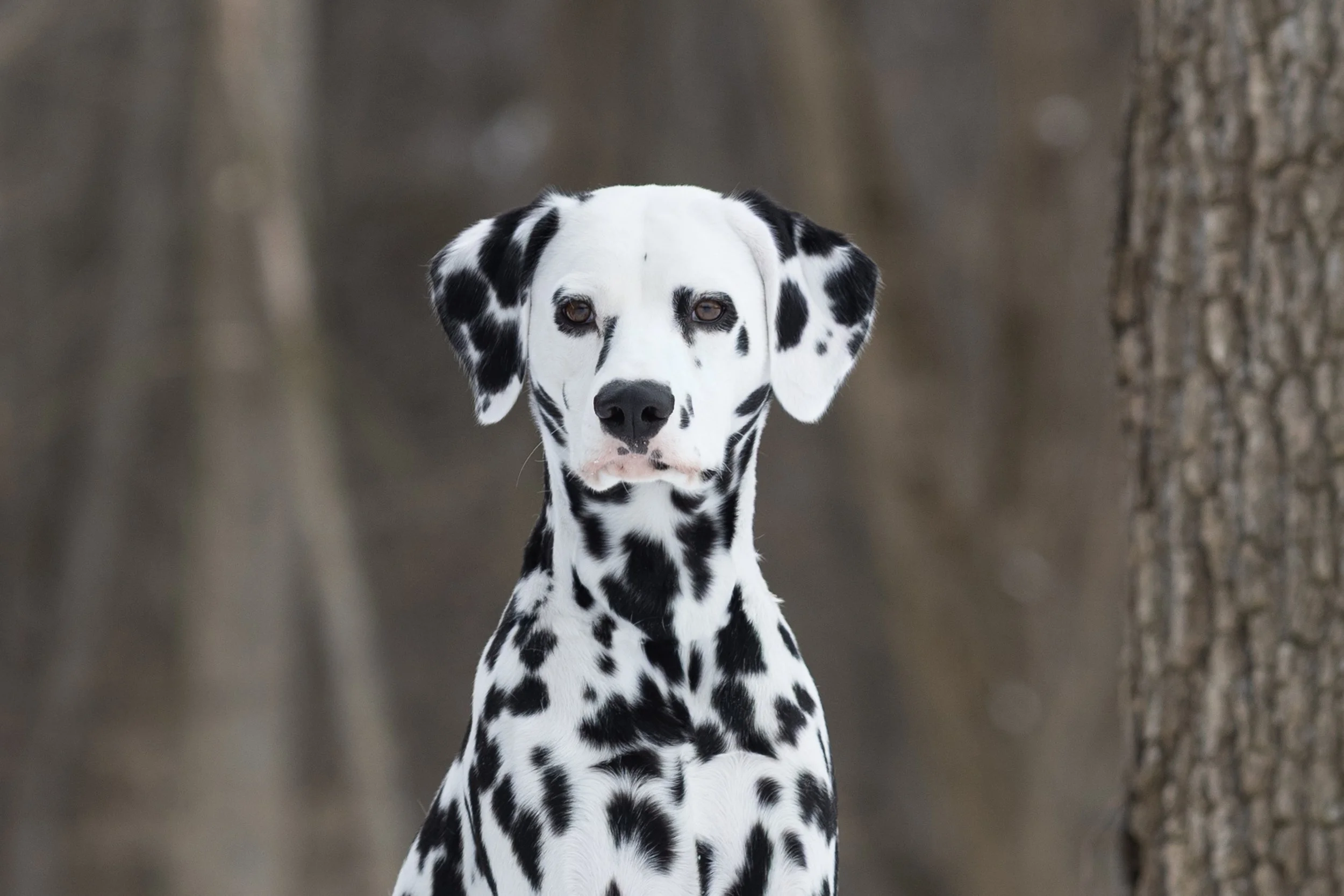 A Photoshoot with Chance the Dalmatian in Michigan