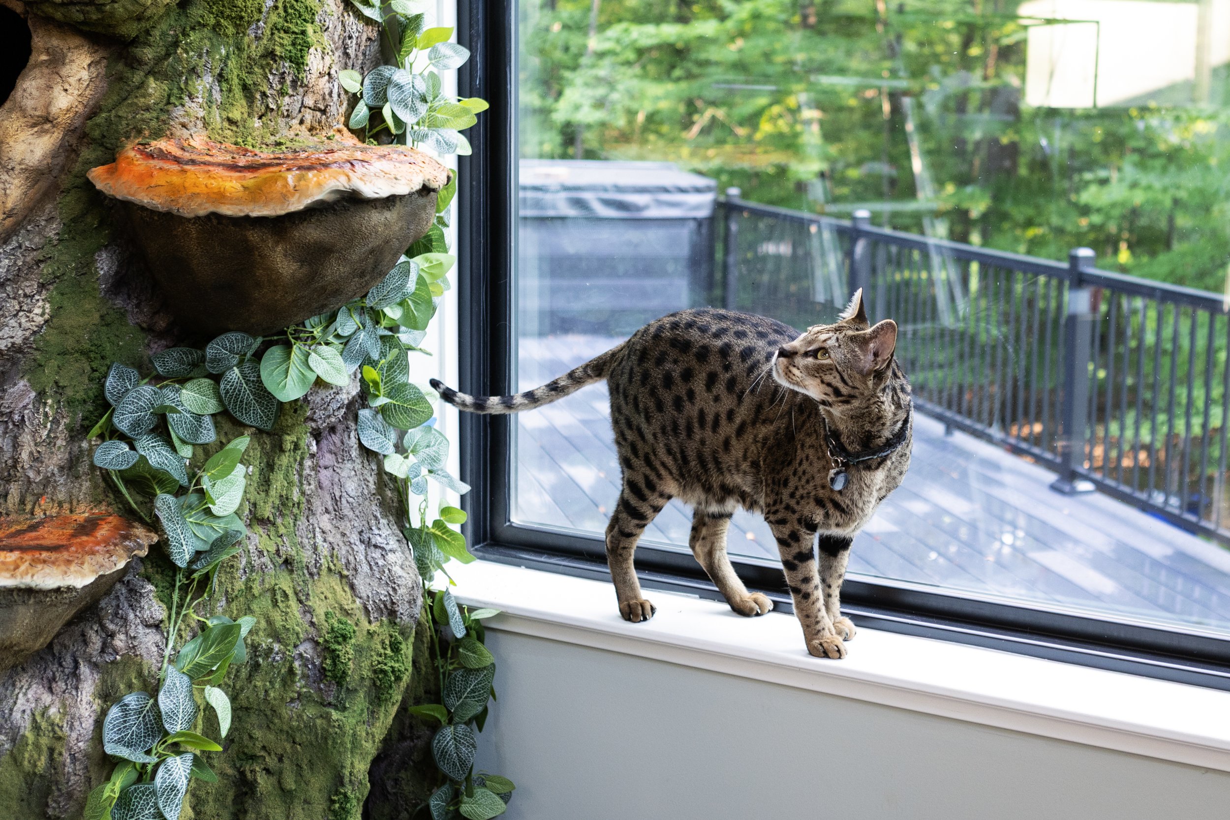 Savannah cat looking up at the cat tree