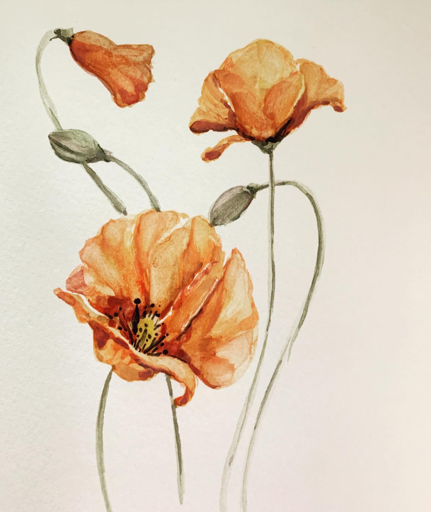 Getting back into watercolor during this home isolation! #poppies #watercolorflowers