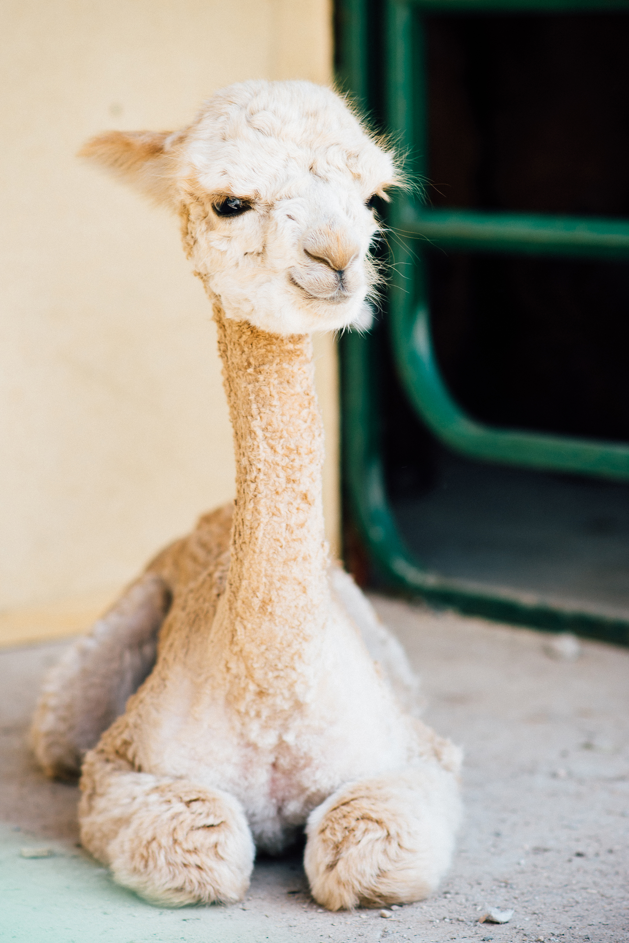 Alpaca-211.jpg