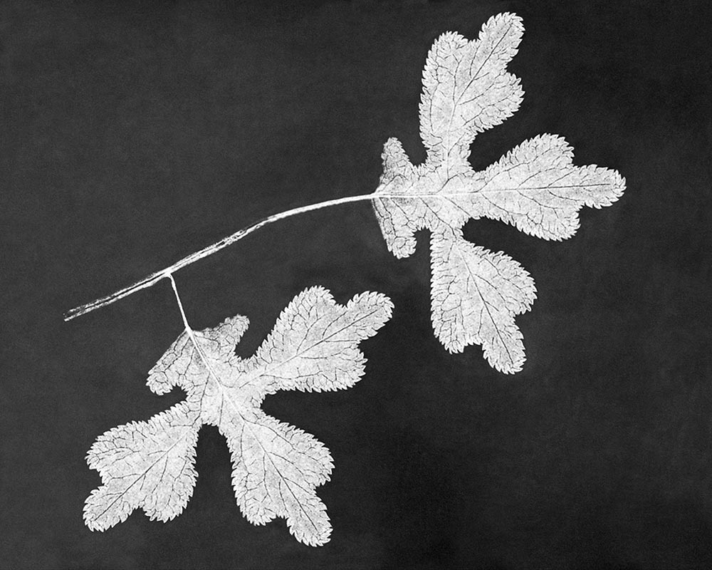 Botanical Leaves - 1999 History Re-Purposed