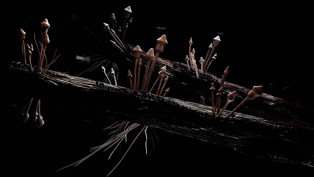 2007 Growth - Frame 1770