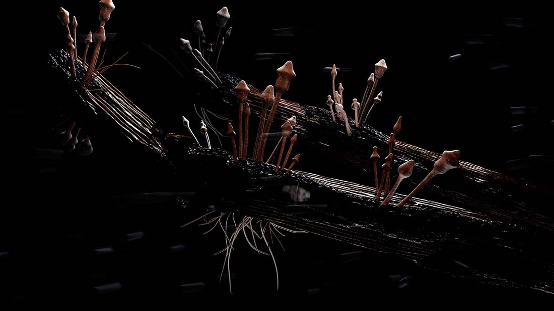 2007 Growth - Frame 2309