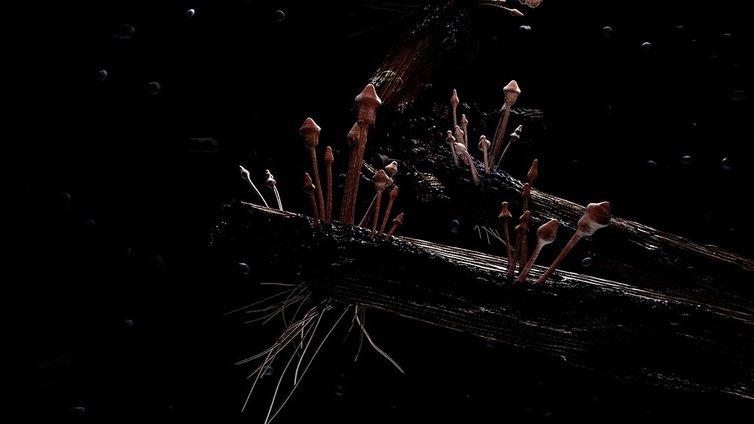 2007 Growth - Frame 2517