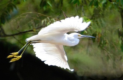 bird_watch_hike_pi_1g.jpg