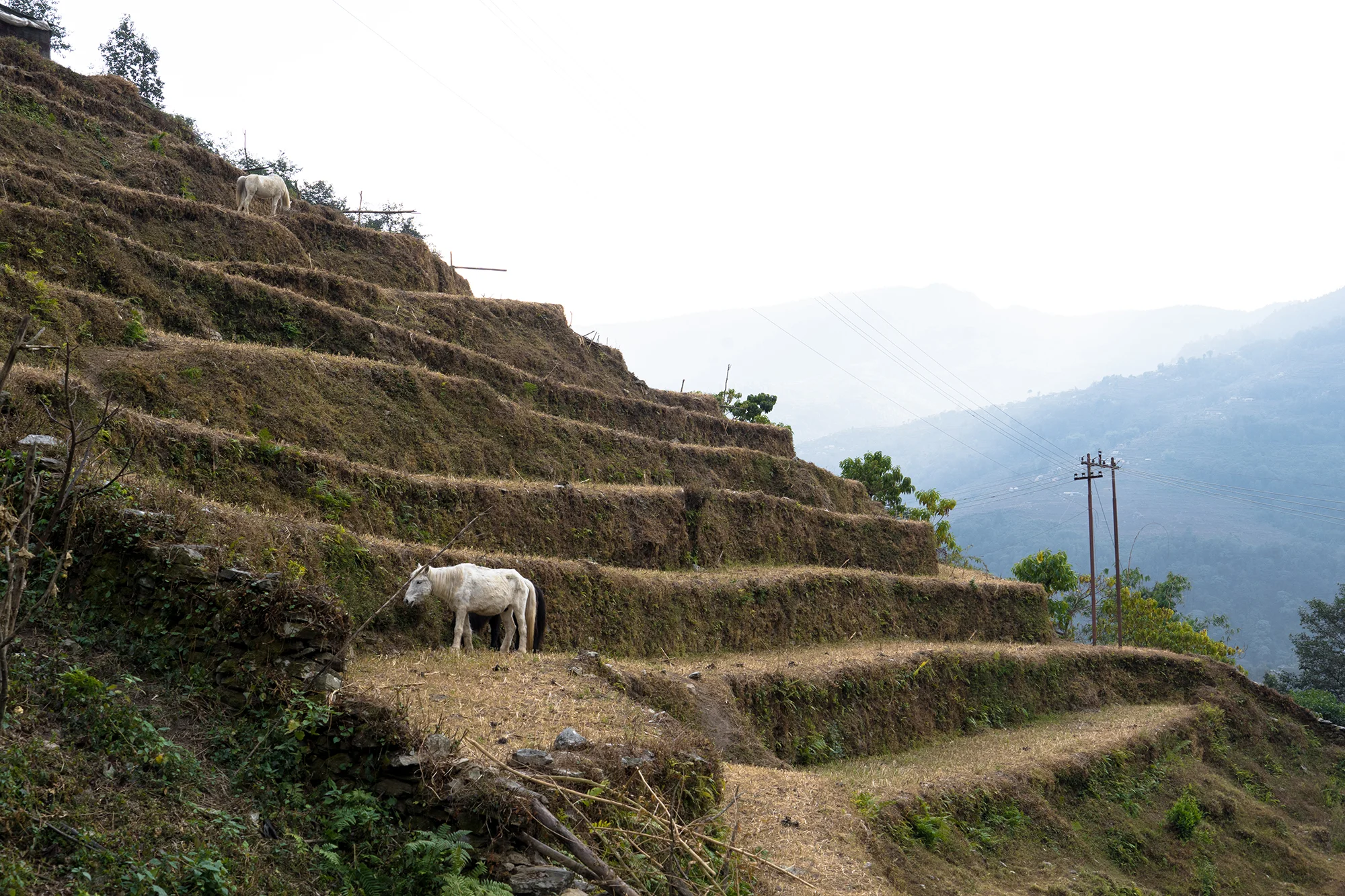 Himalayas_22 copy.jpg