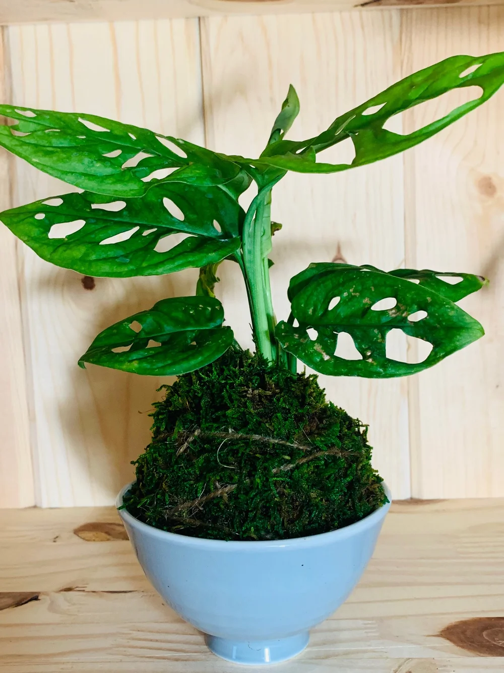 monstera monkey mask giftig Monstera adansonii - Philodendron Monkey Mask Houseplants | Hortology main image 1