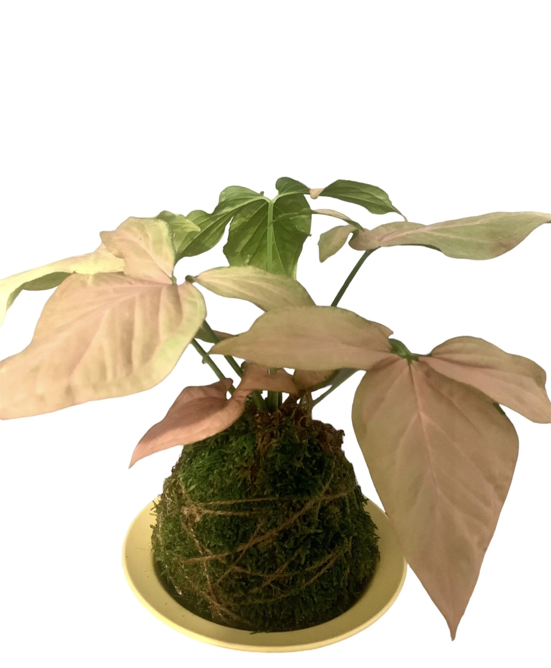 B00E07A9-7229-48C9-8DCC-5E1EAEEF137E