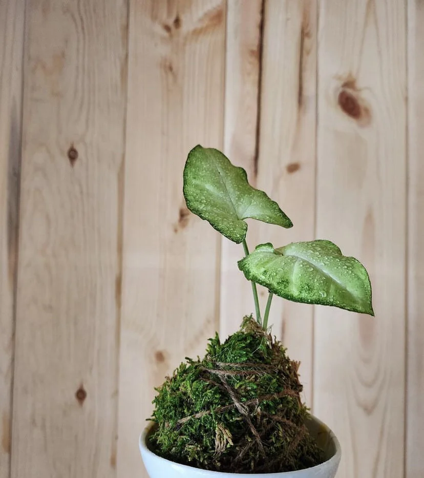 5FAB3700-0D3B-4197-816E-B8F96B6BB696