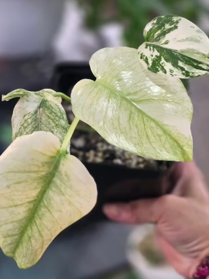 Calling all plant lovers &hellip;@creationsbyshell_ will be bringing plants and opae ula in self sustaining ecosystems to the Hahaione Fun Fair on 4/18. 🪴 #hahaionefunfair #hawaii #plants