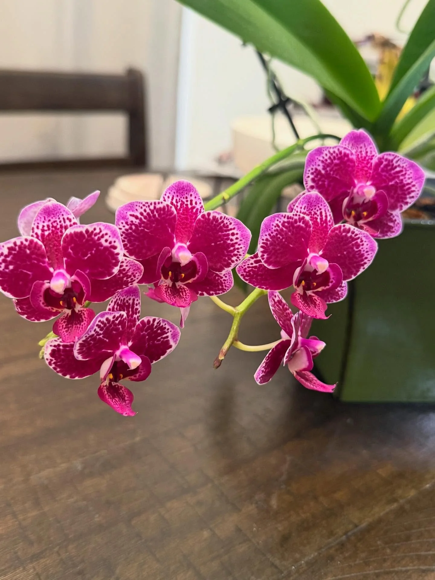 I was taking care of this orchid for a year and gave it to a friend right before it was ready to bloom 🌸. Here is the update.  What a beauty! It inspired me to finally add orchids to the collection.  I arranged a few for the Hahaione Fun Fair on 4/1