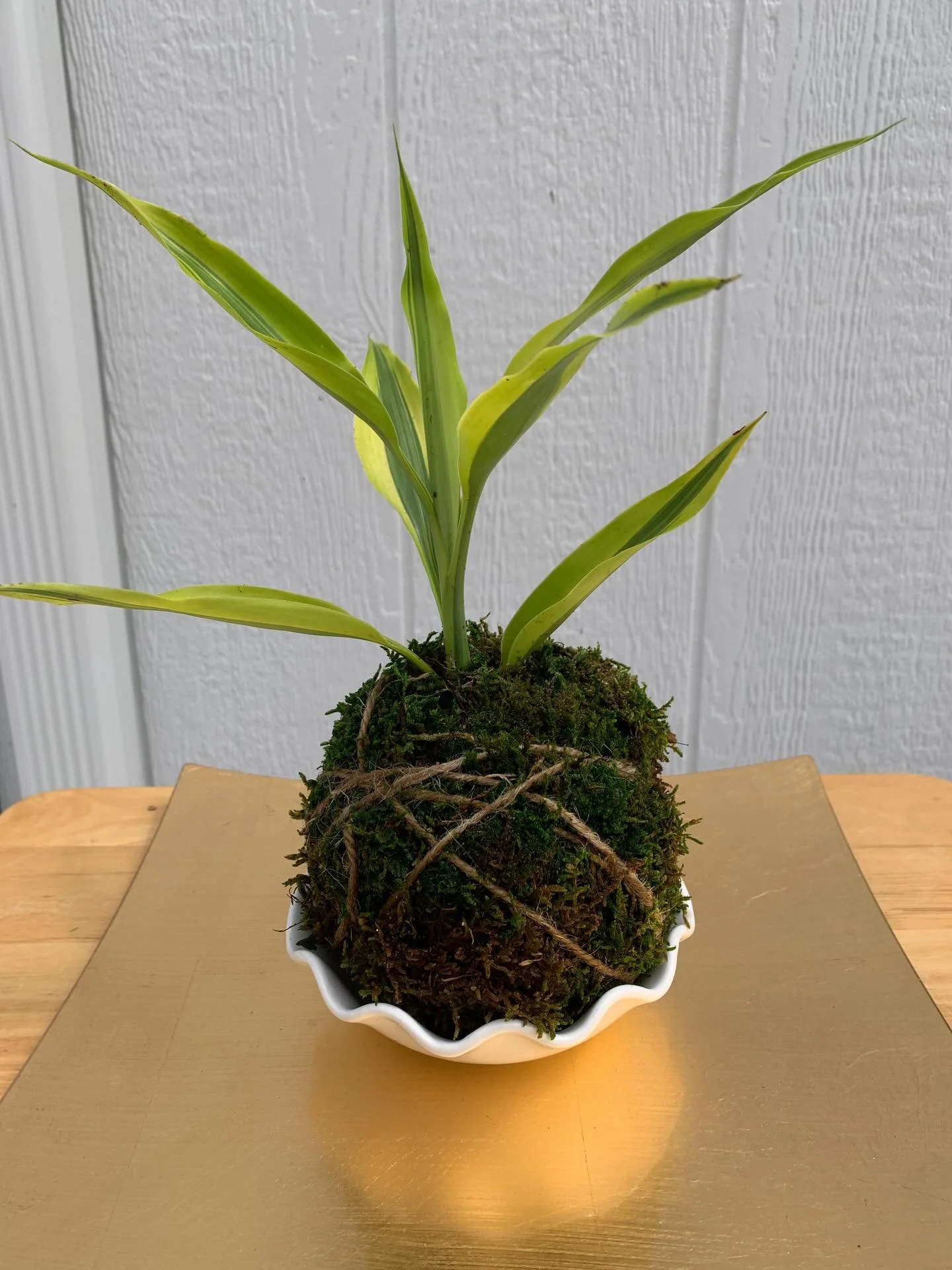 Finished products from my Kokedama class in the Bay Area.  I made some for the Hahaione Fun Fair on 4/18. 

@pinenmeadow does plant workshops with shop pop ups on location. 🪴