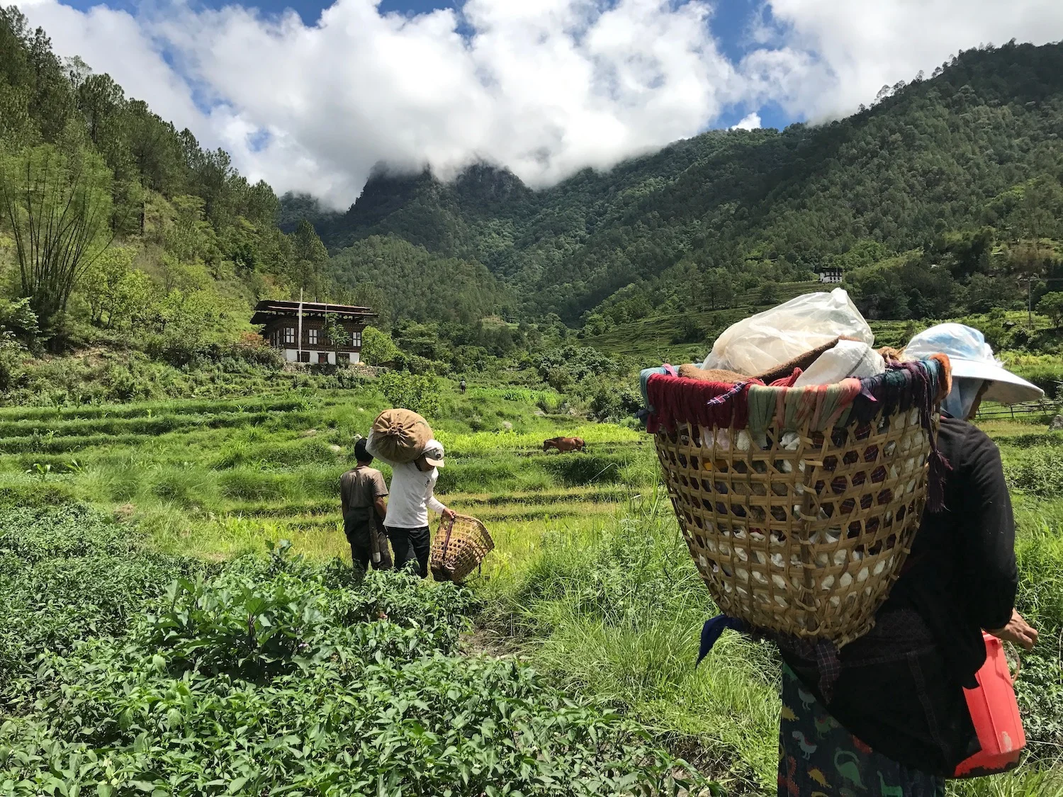 organic_bhutan_punakha_erin_levi.jpeg
