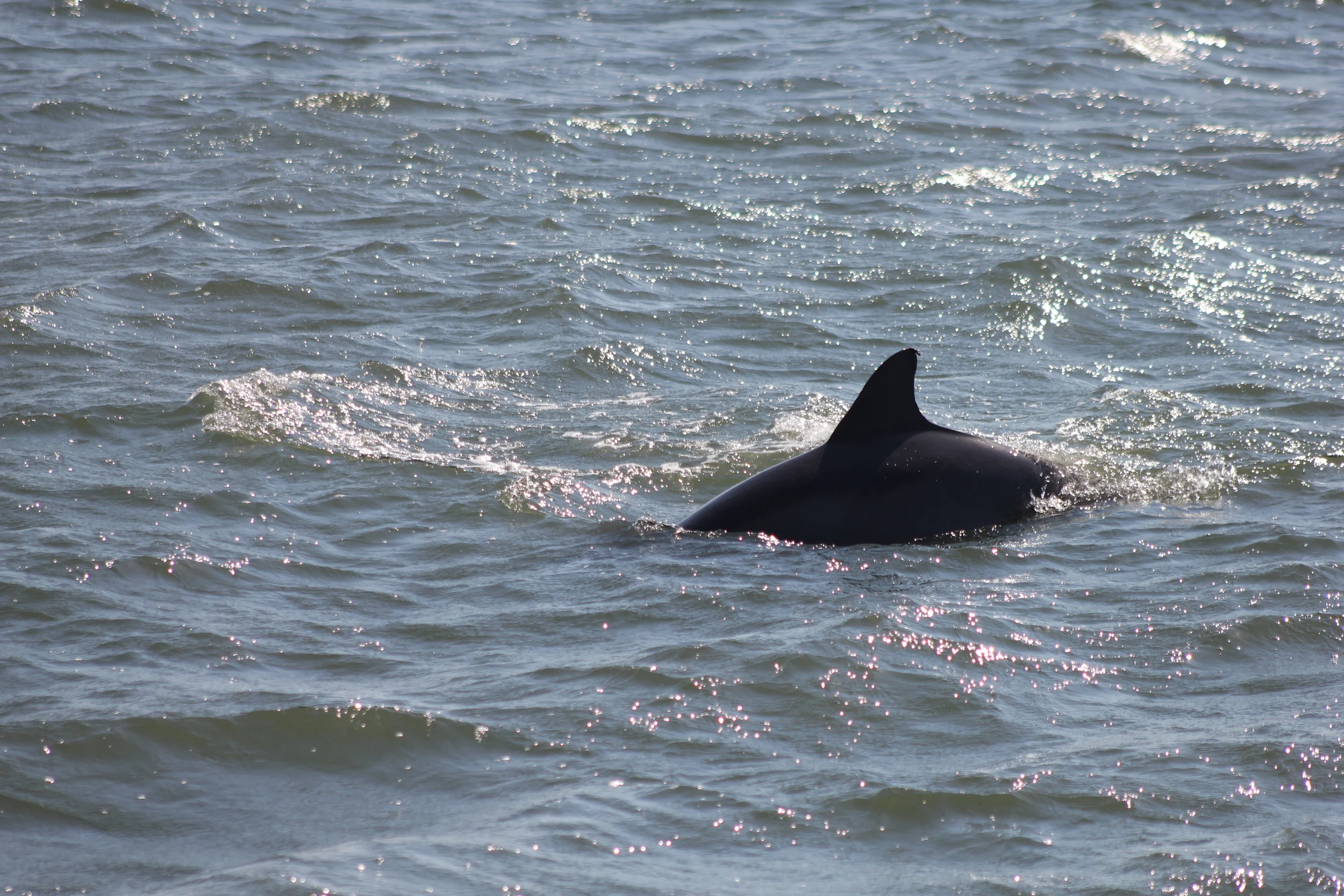 Dolphins? Right Here?