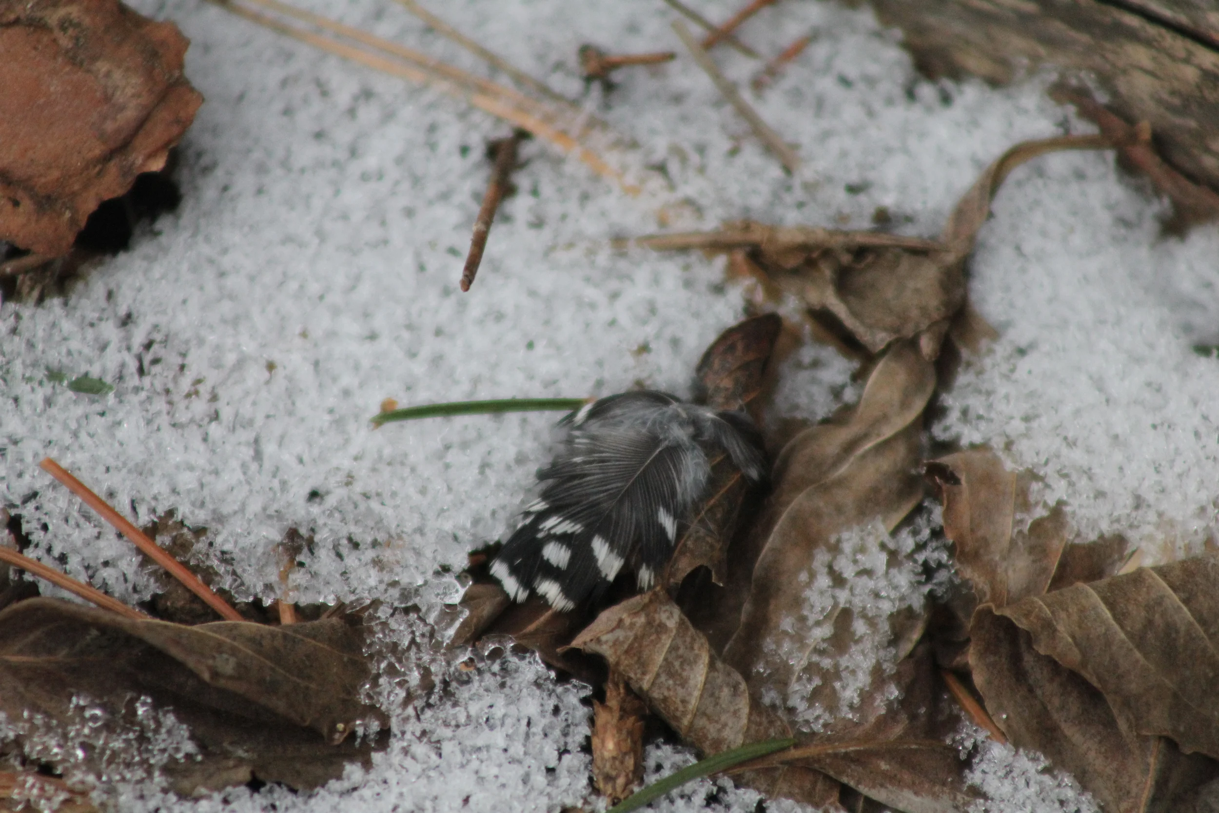 Are You A Nature Detective?