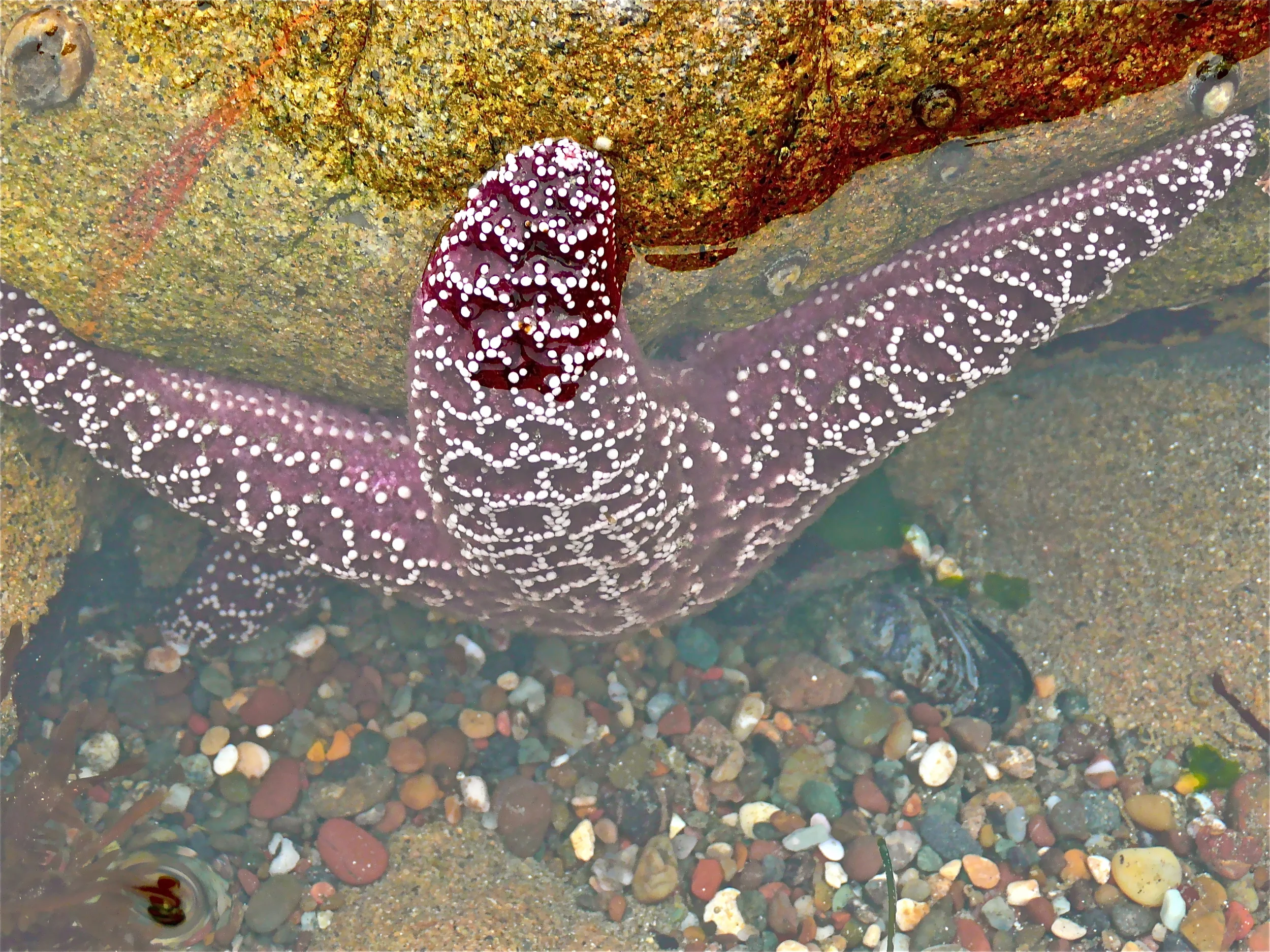 California Sea Star, Photo Credit: Liz Summit, 2009