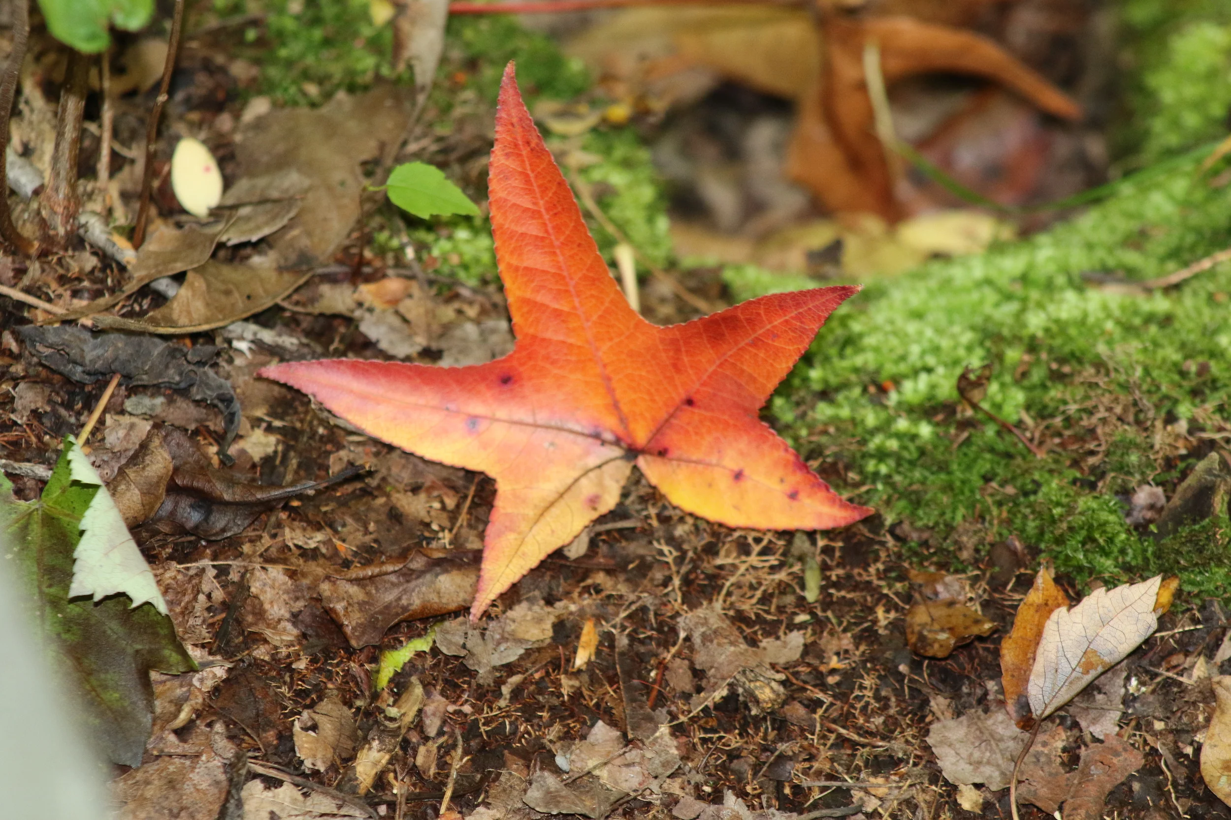 They Could Be Twins! Sea Stars, Star-Shaped Leaves and Look-alike Nature
