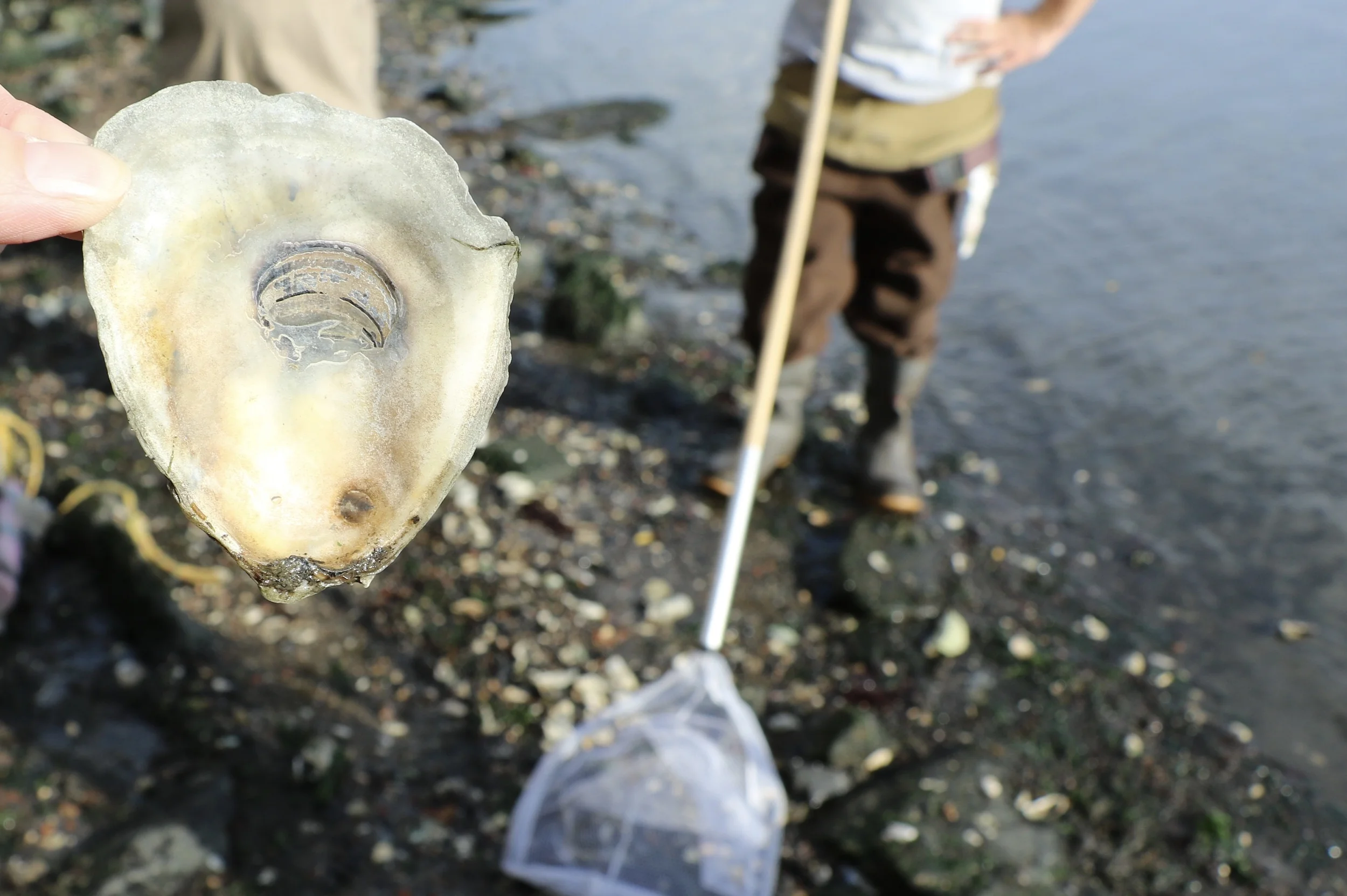 Spat on Shell: A Baby Oyster! Photo Credit: Liz Summit, 2015