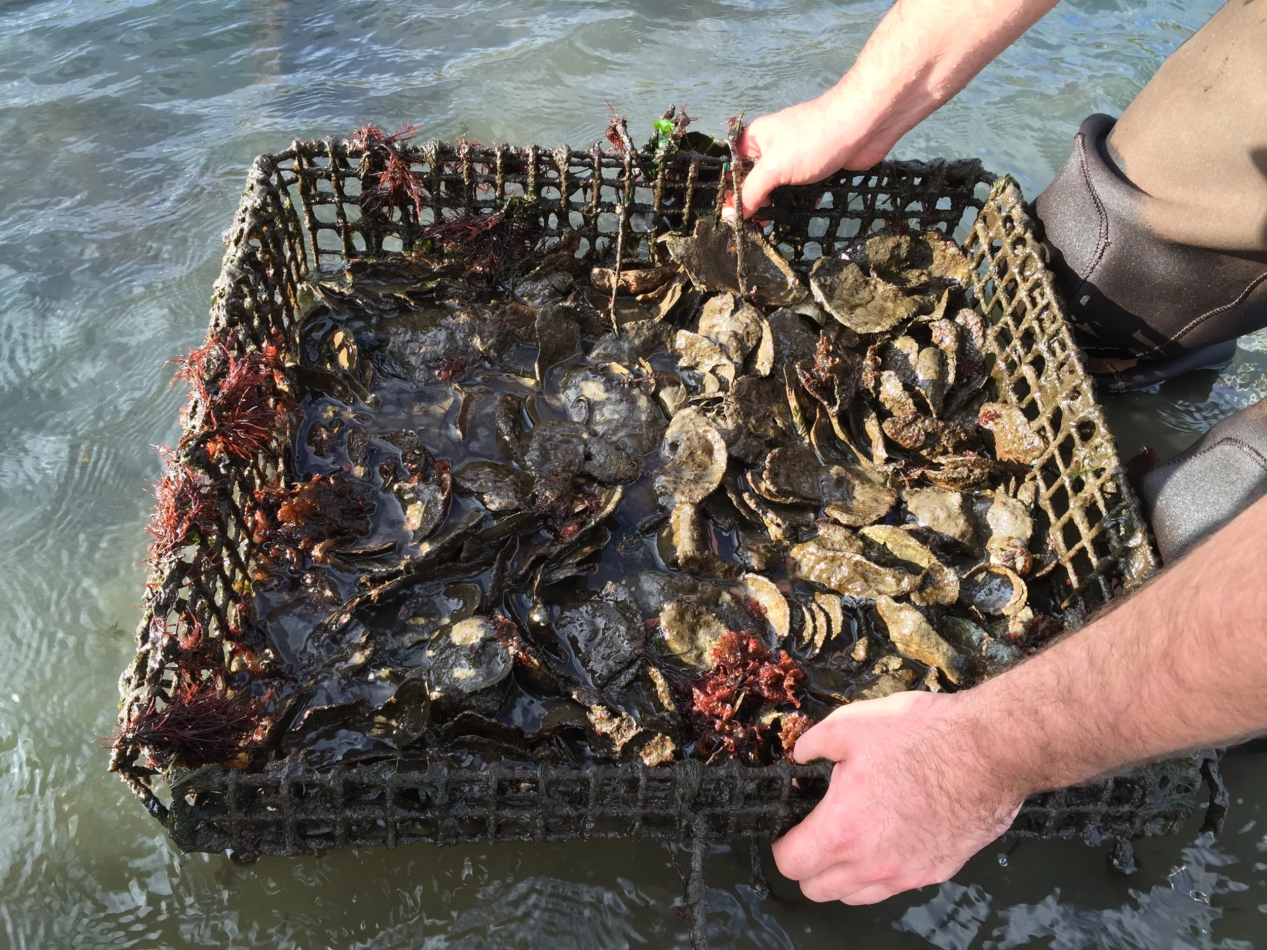 Oyster Monitoring with NY/NJ Baykeepers!
