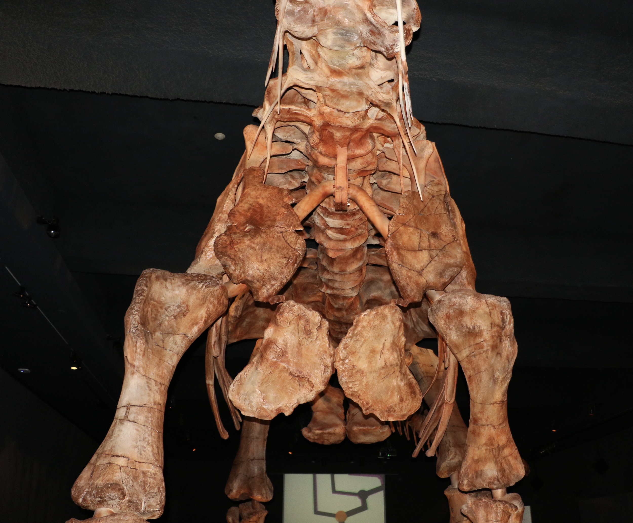 Titanosaur @AMNH. Photo Credit: Liz Summit, 2016