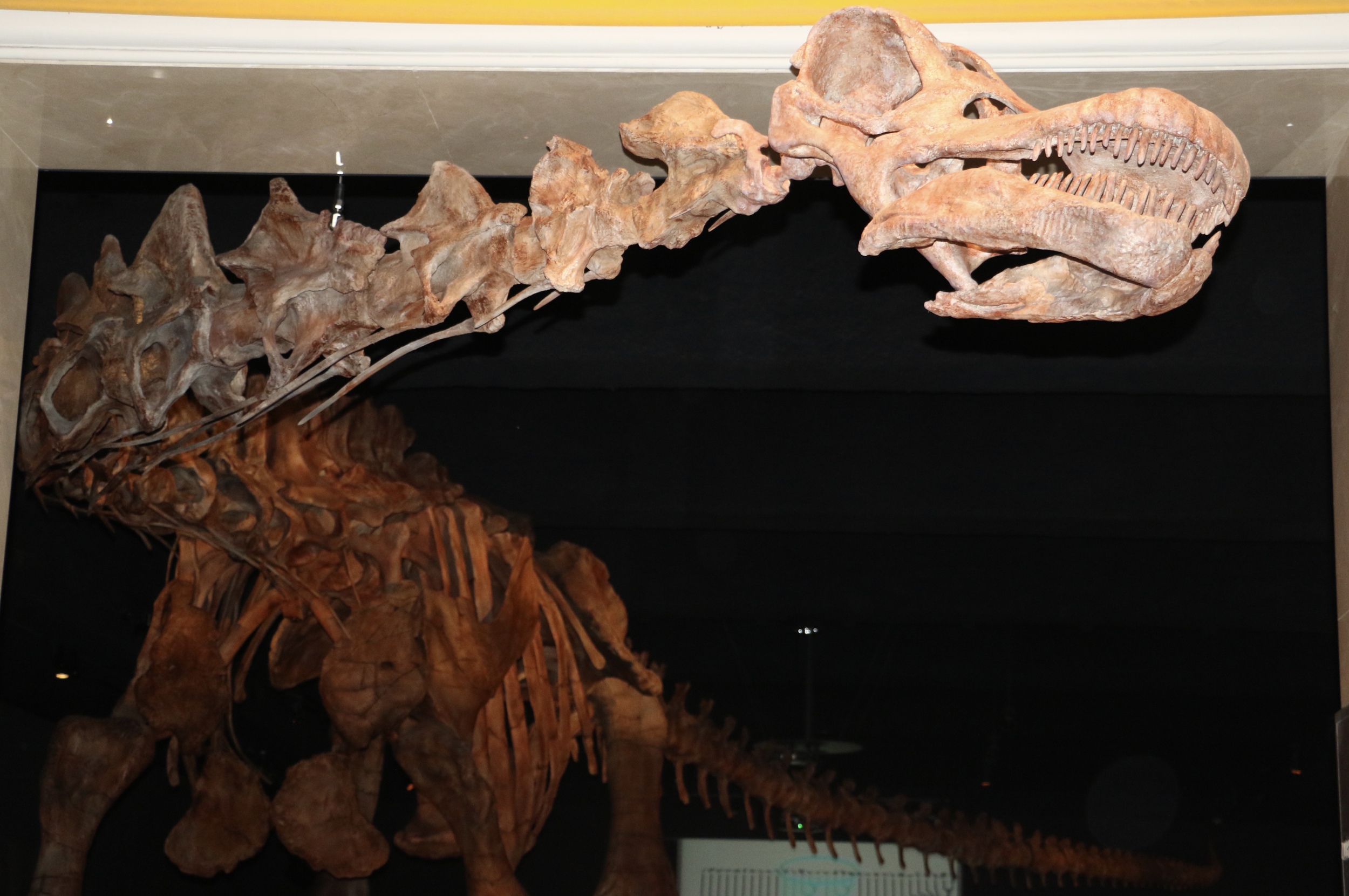 Titanosaur @AMNH. Photo Credit: Liz Summit, 2016