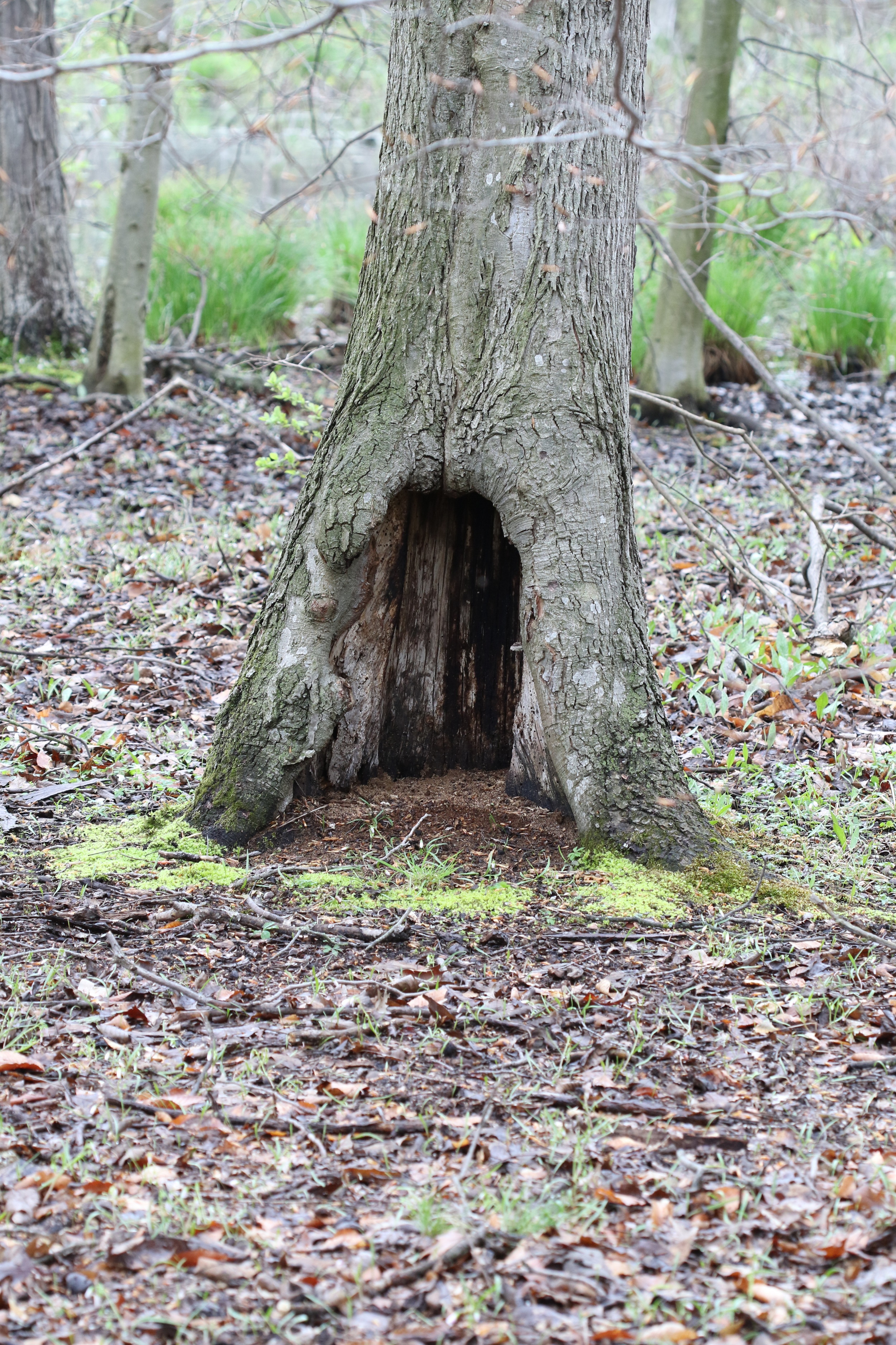 Hollow Tree, 1