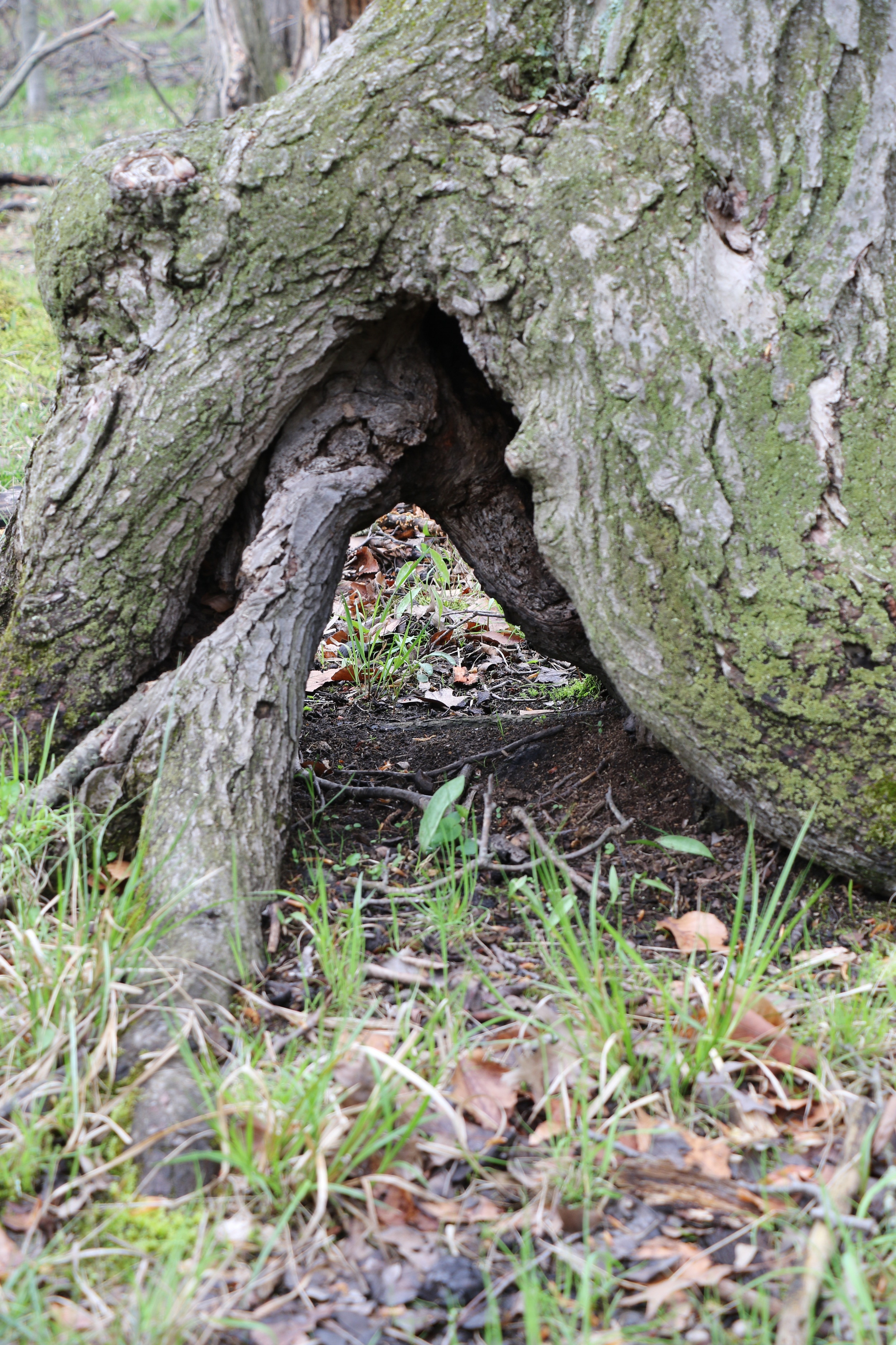 Hollow Tree, 2