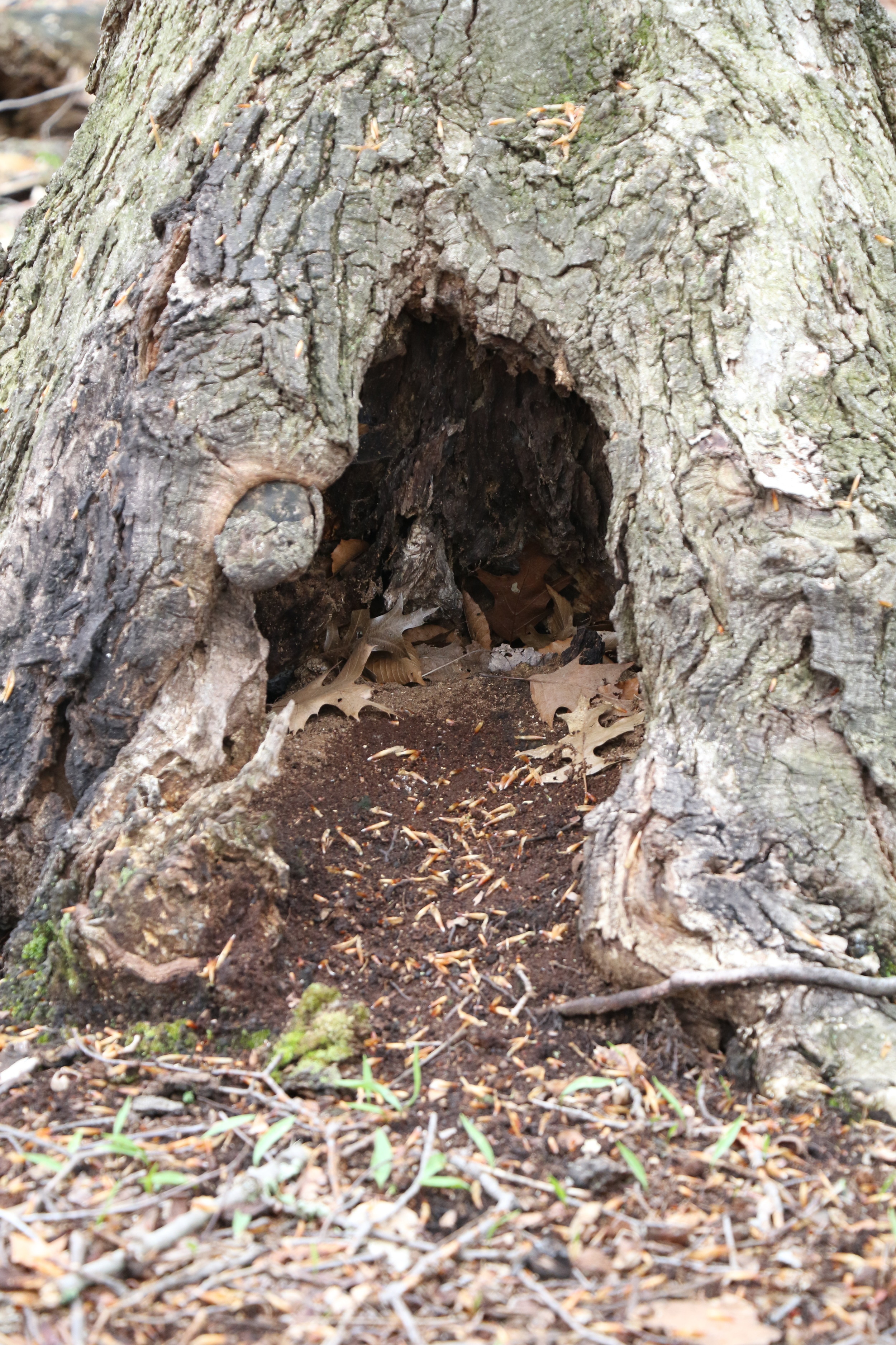 Hollow Tree, 3