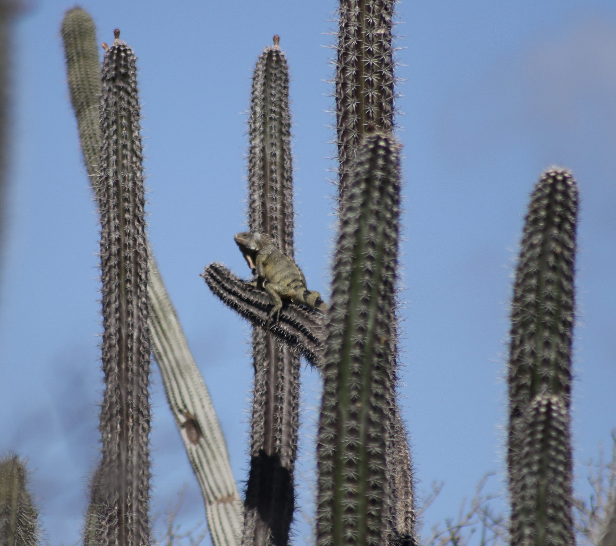 Cactus Surfing