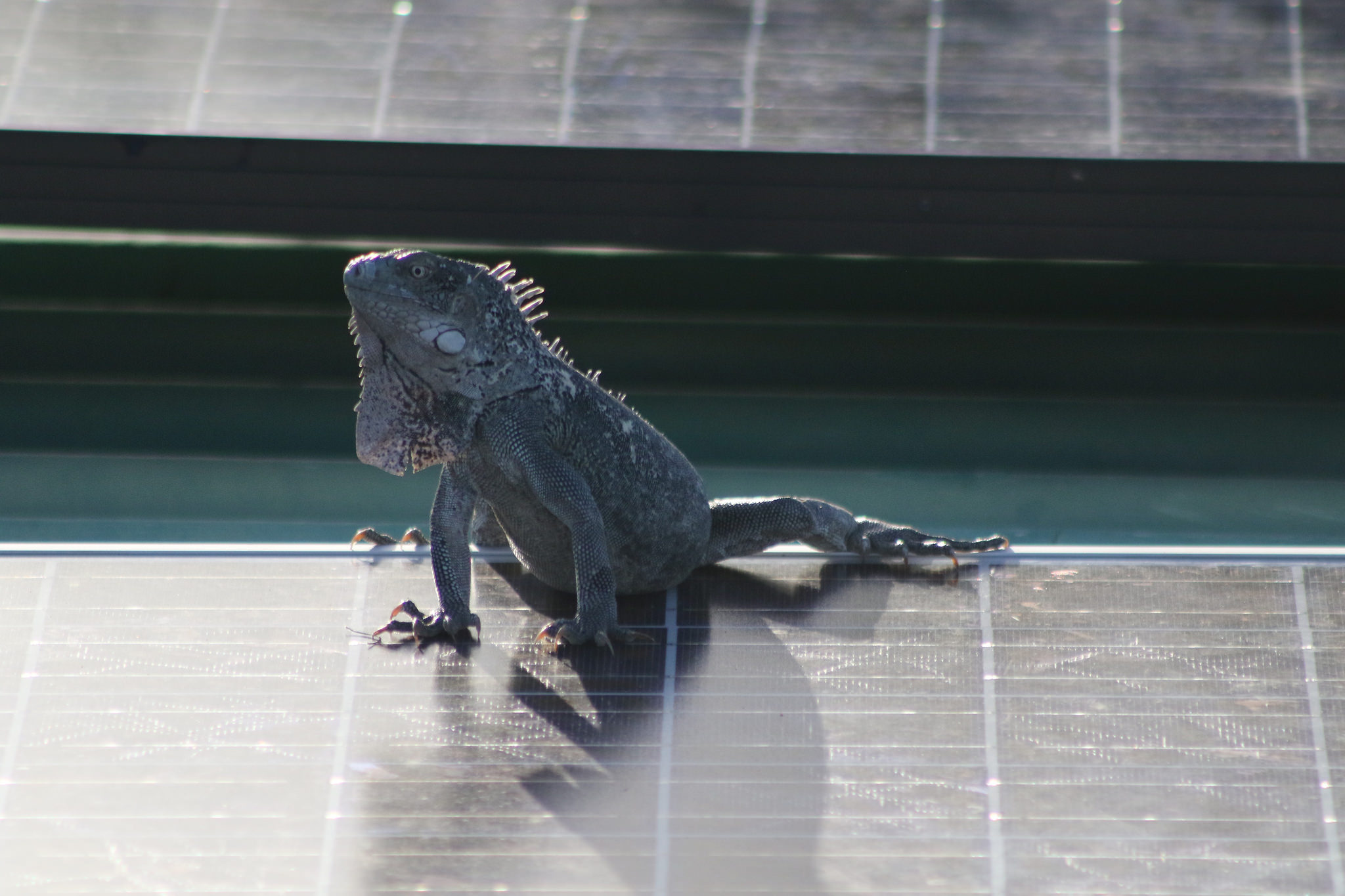 Sunning, Solar Panel Style