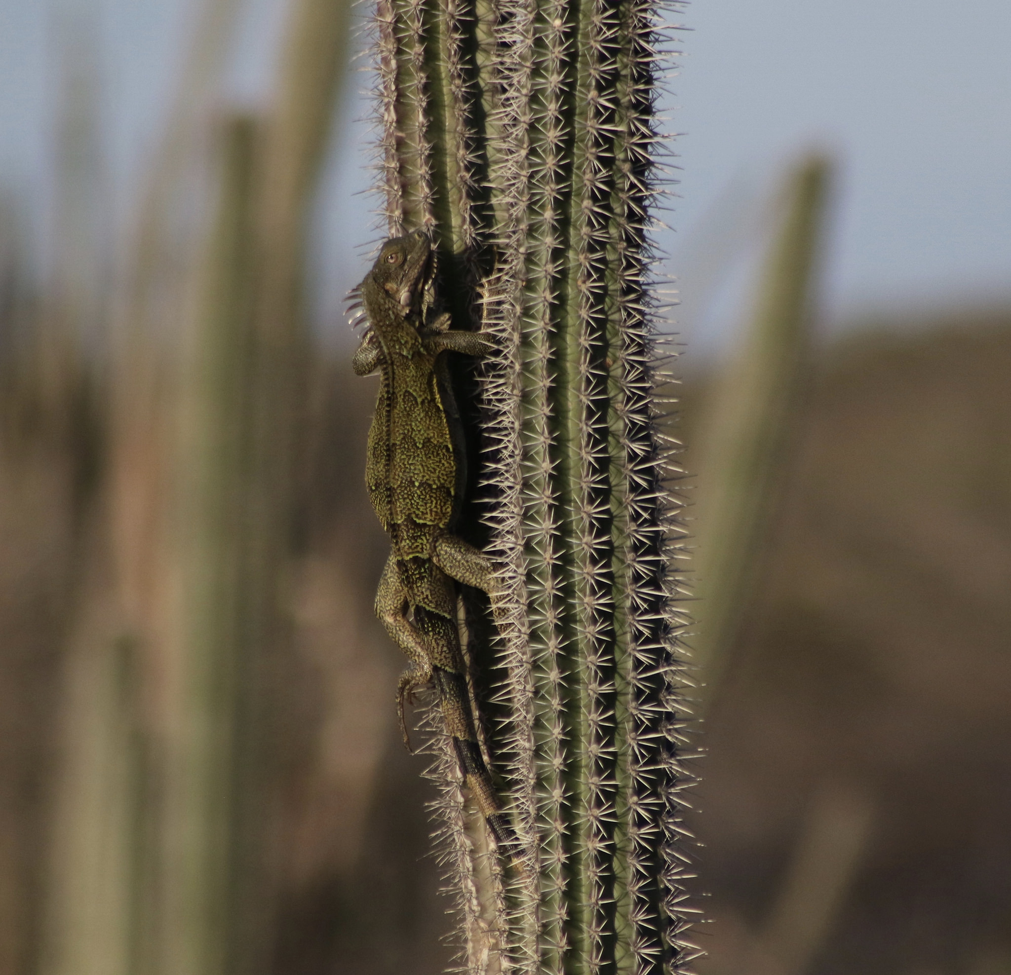 Cactus Climbing