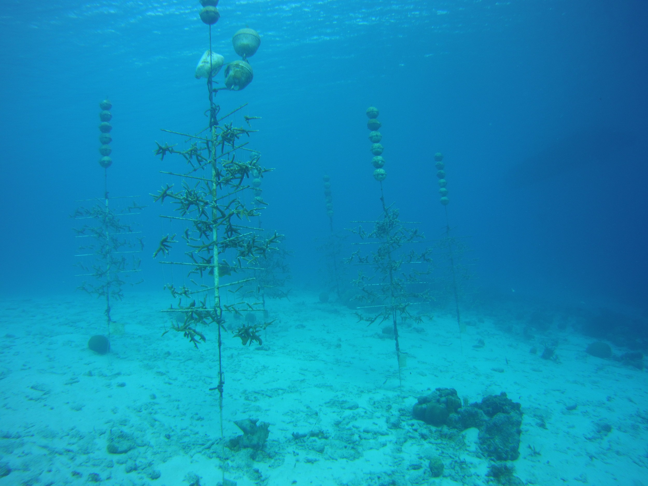 Coral Reef Tree Nursery